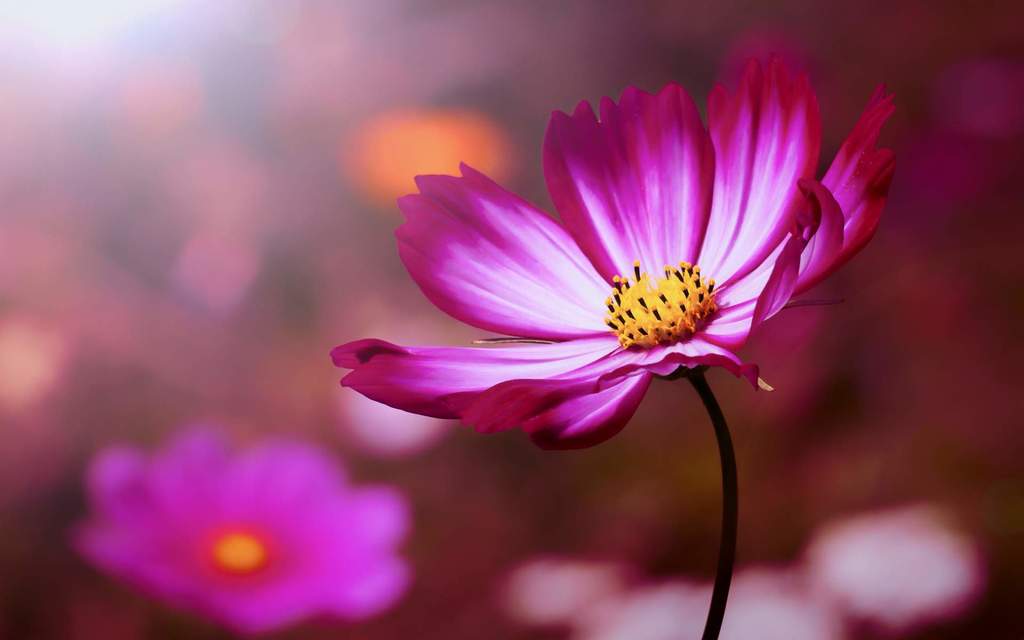Cosmos Flower Wallpaper Hd - HD Wallpaper 