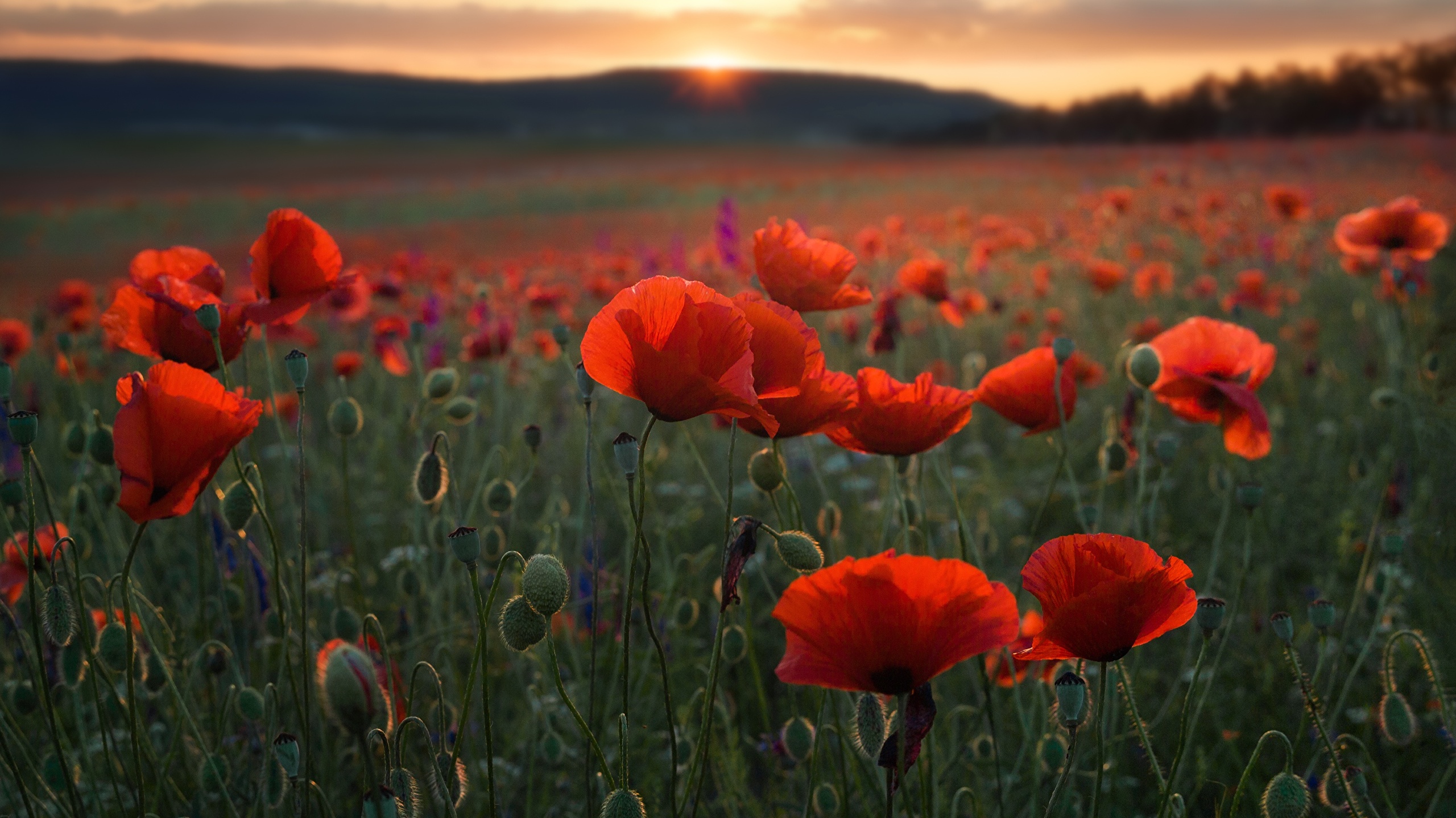 Fond D Écran Nature Fleur - HD Wallpaper 