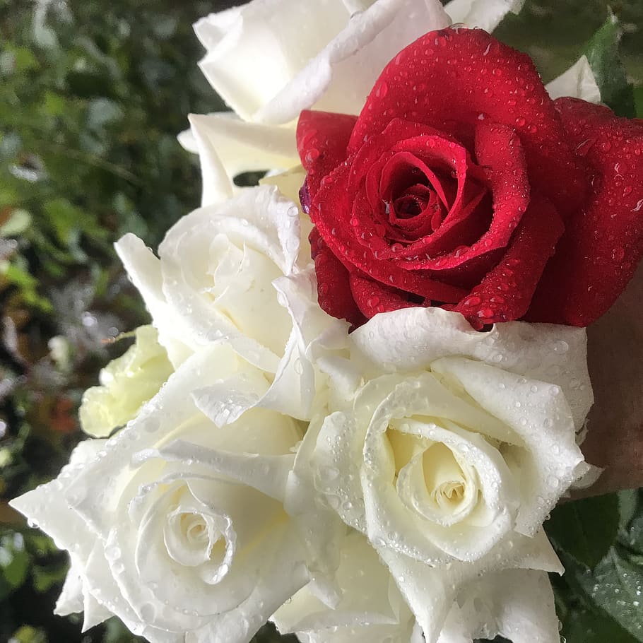 Nature, Flowers, Rain, Rain Drops, White And Red, Roses, - Garden Roses - HD Wallpaper 