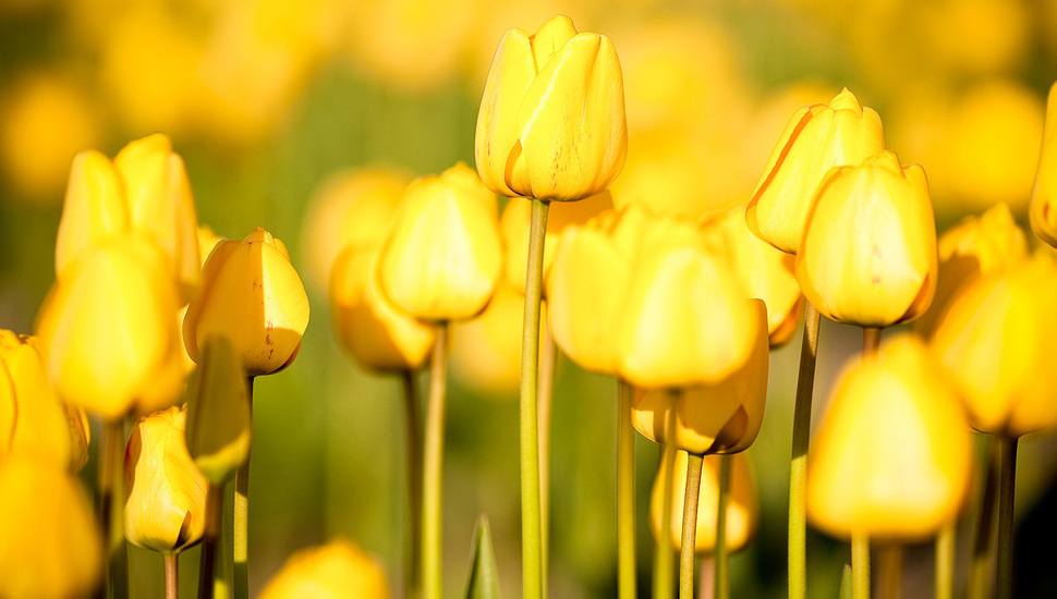Tulips, Wallpaper, Nature, Flowers, Vegetable Garden, - Tulips Flower Yellow - HD Wallpaper 