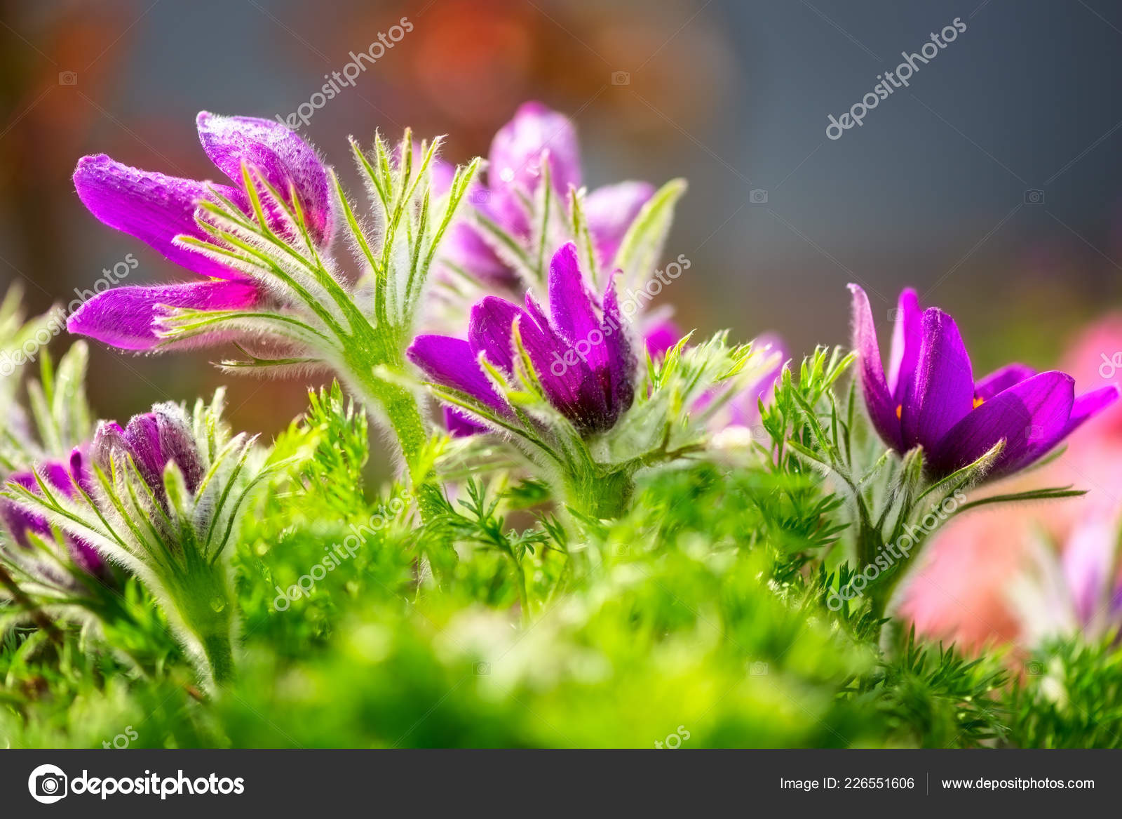 African Daisy - HD Wallpaper 