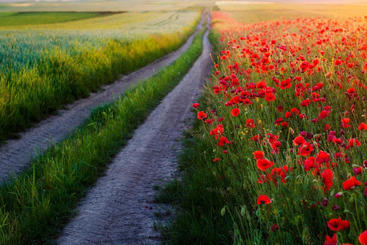 Дорога Маки - HD Wallpaper 