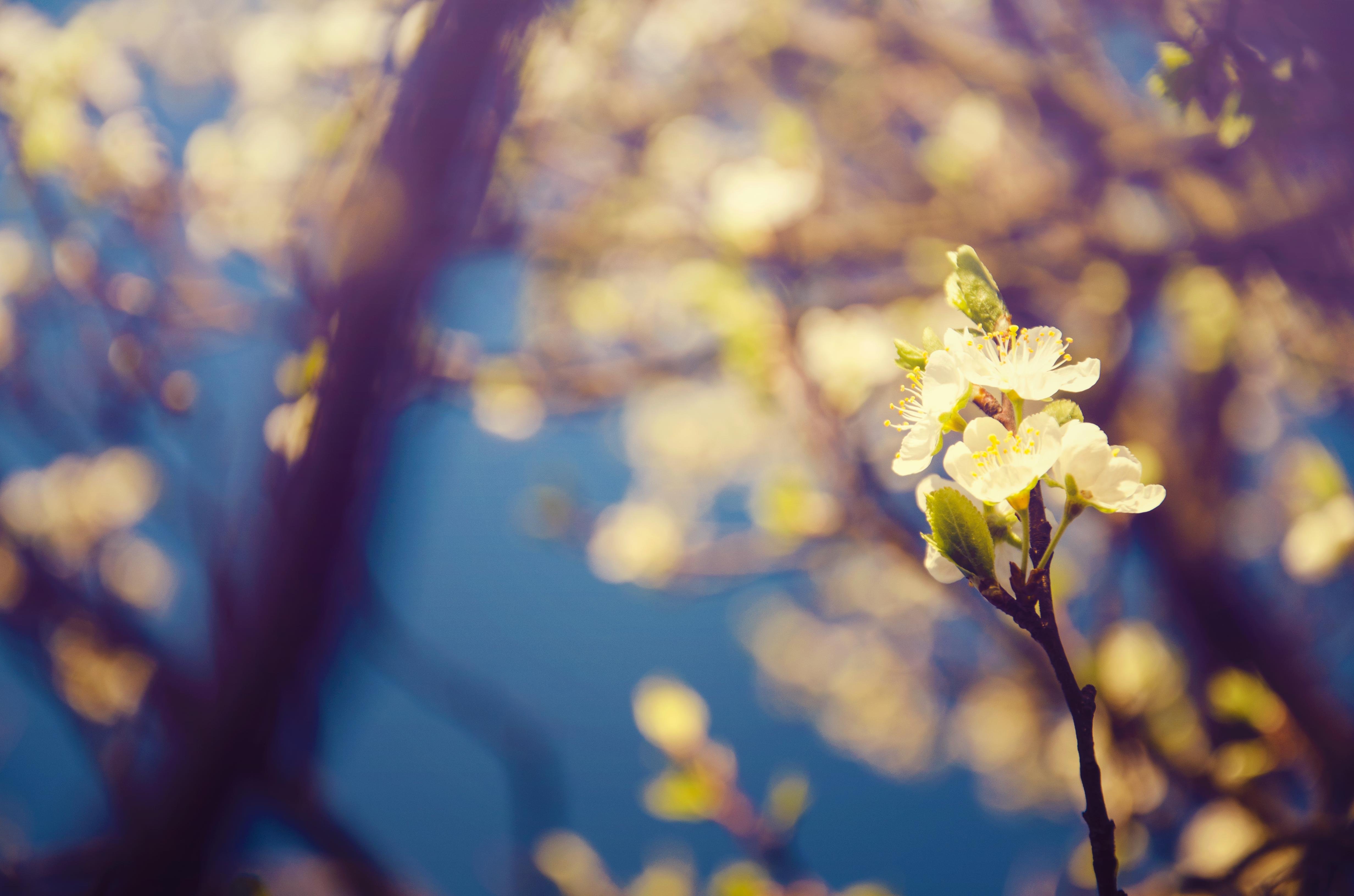 Flowers Of Spring Wallpaper - Rock Rose - HD Wallpaper 