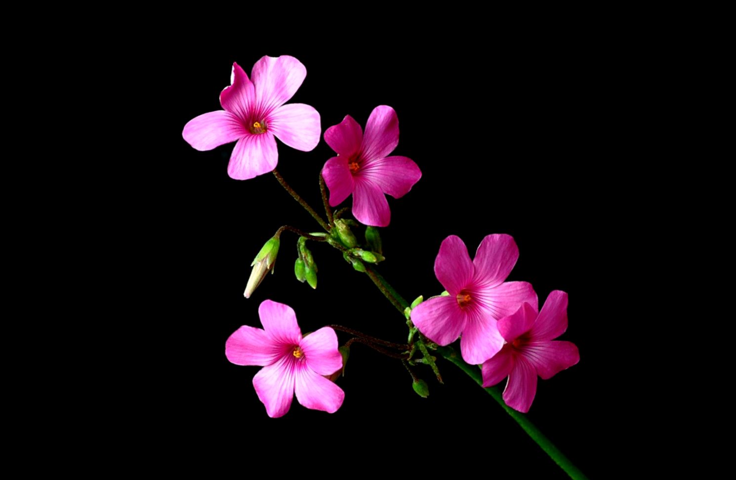 Pink Nature Flowers Black Flower 3d Wallpaper Free - Black Flower Wallpaper  Download - 1490x972 Wallpaper 