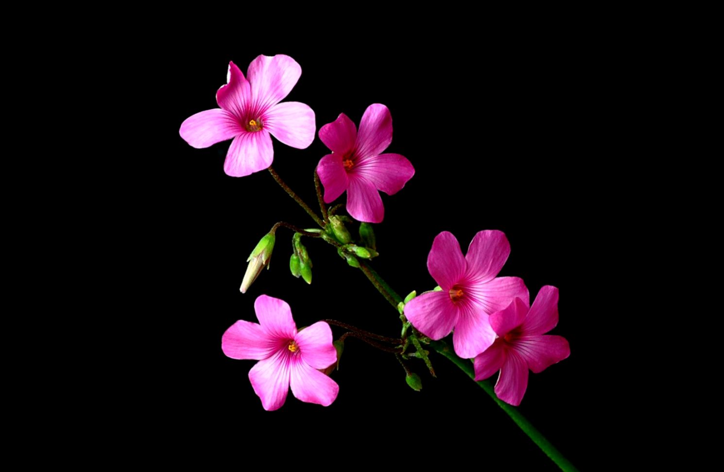 Pink Nature Flowers Black Flower 3d Wallpaper Free - Black Flower Wallpaper Download - HD Wallpaper 