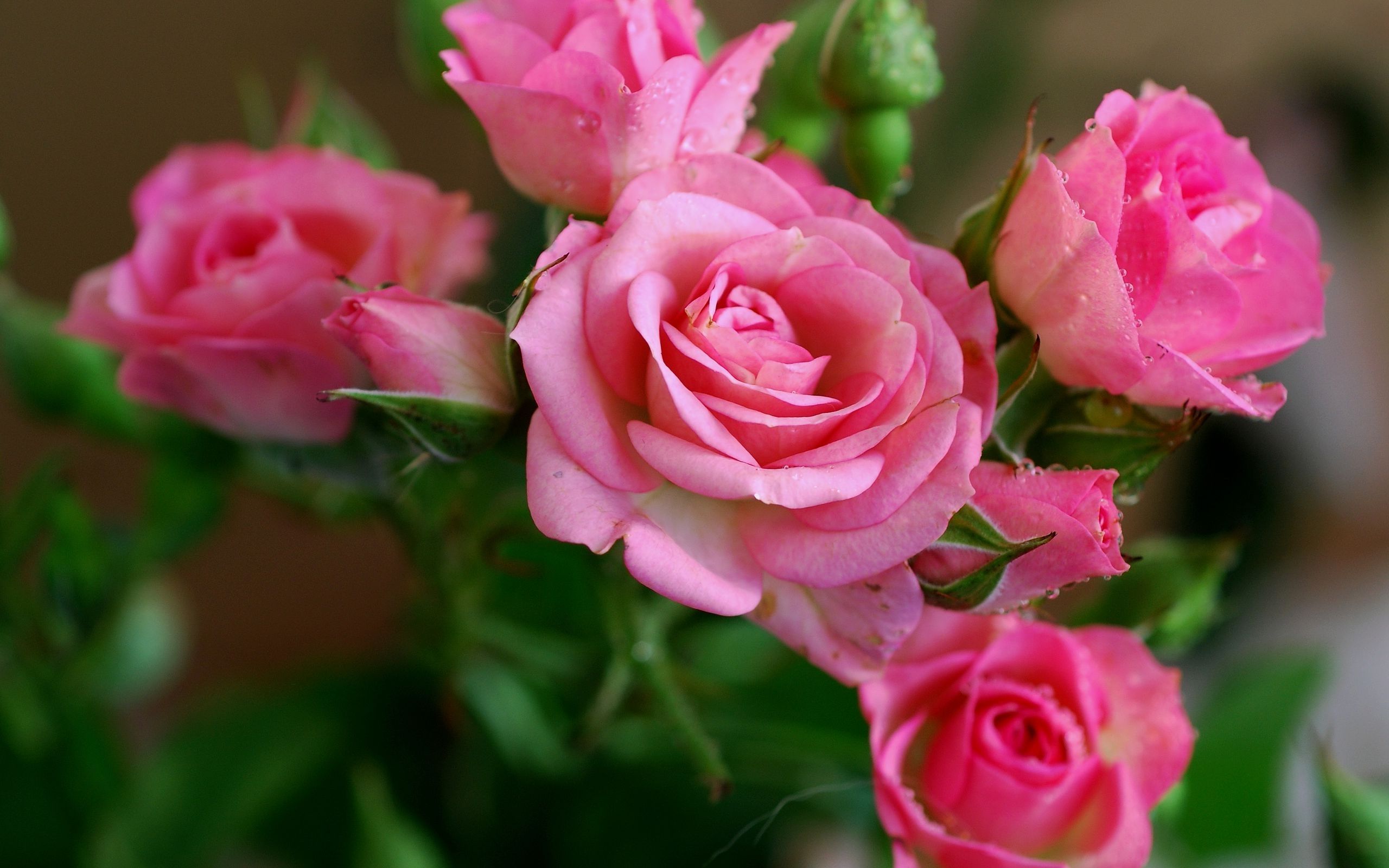Photo Wallpaper Flowers, Roses, Beauty, Petals, Pink, - Downloadable Flower Images Downloading - HD Wallpaper 