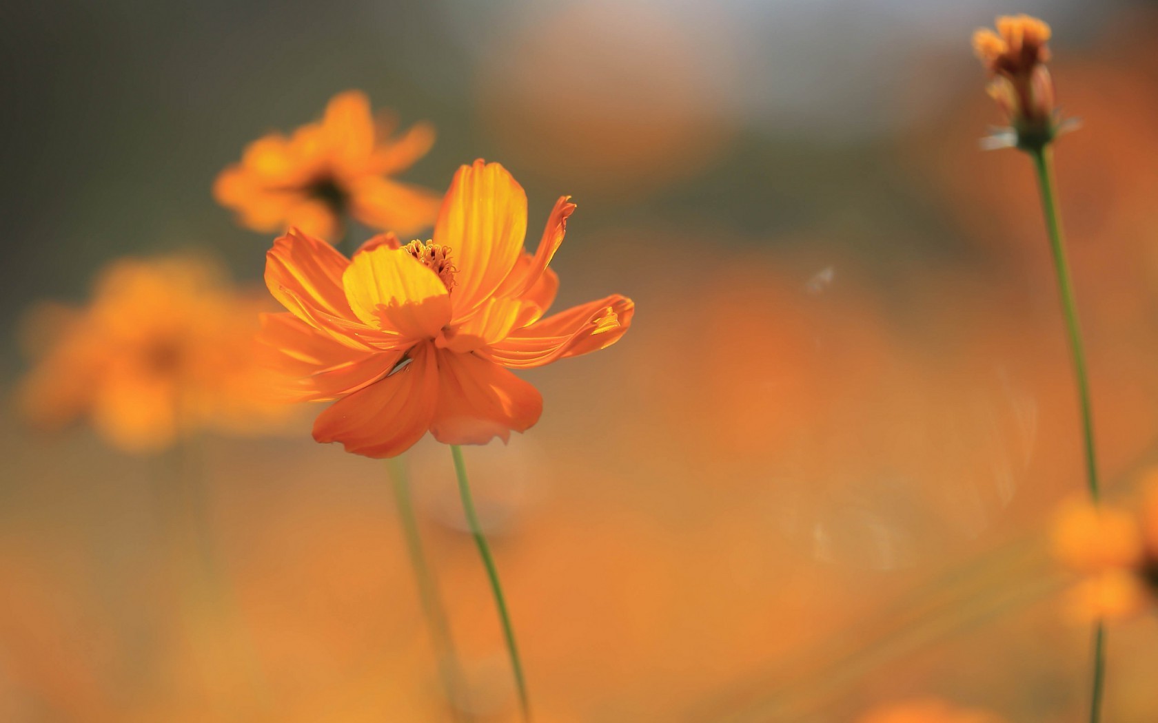 Orange Flower Desktop Background - HD Wallpaper 