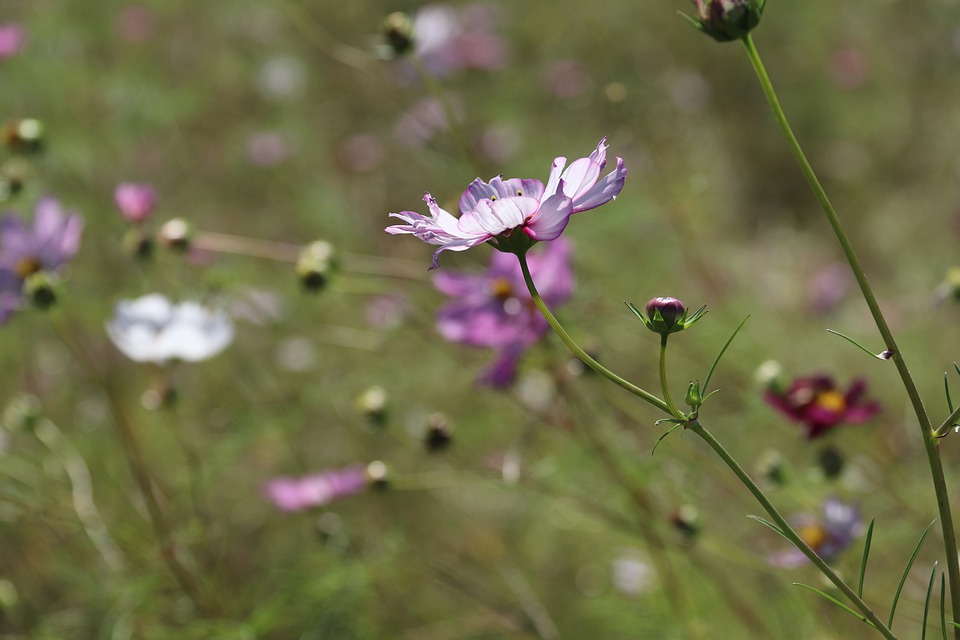 Cosmos, Flowers, Wallpaper, Nature, Plant, Blossom - Garden Cosmos - HD Wallpaper 