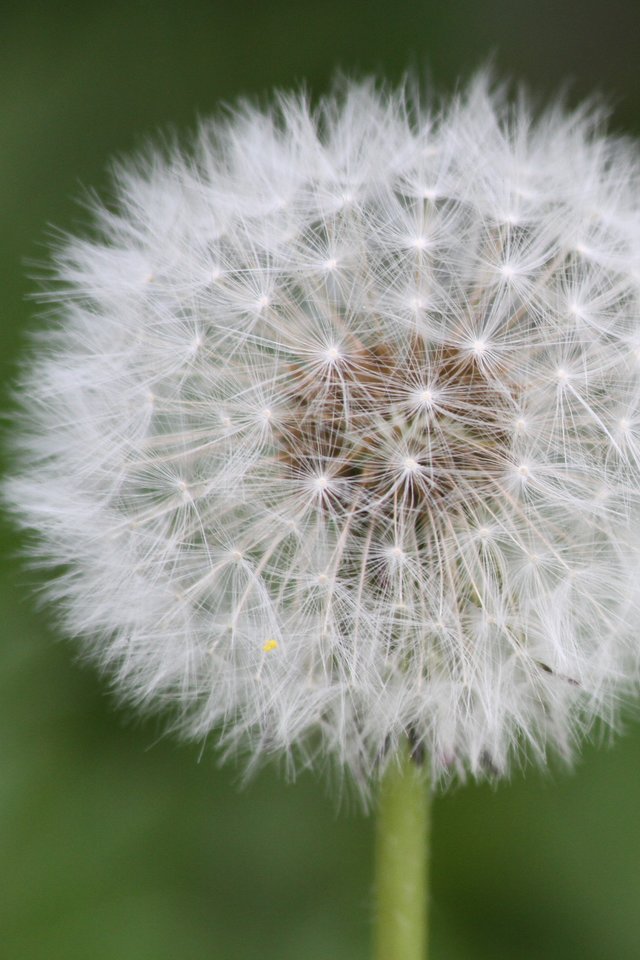 Flower, Garden, Steam, Green, Nature, Flowers, White - Dandelion - HD Wallpaper 