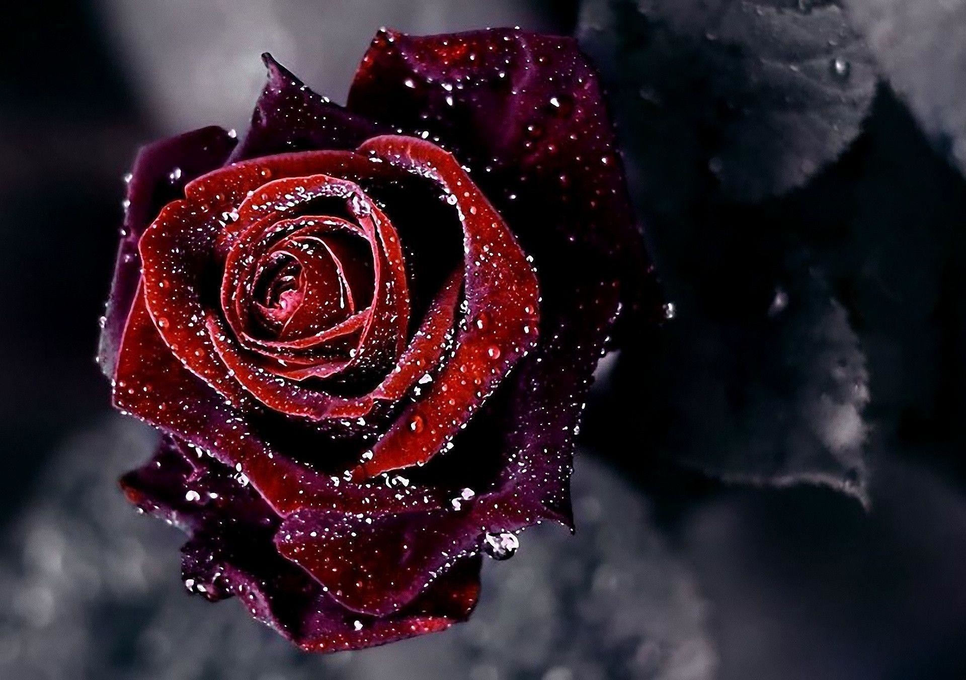 Flower Wallpapers So Far Away Martin Garrix Rose 19x1352 Wallpaper Teahub Io Flower Wallpapers So Far Away Martin Garrix Rose 19x1352 Wallpaper Teahub Io