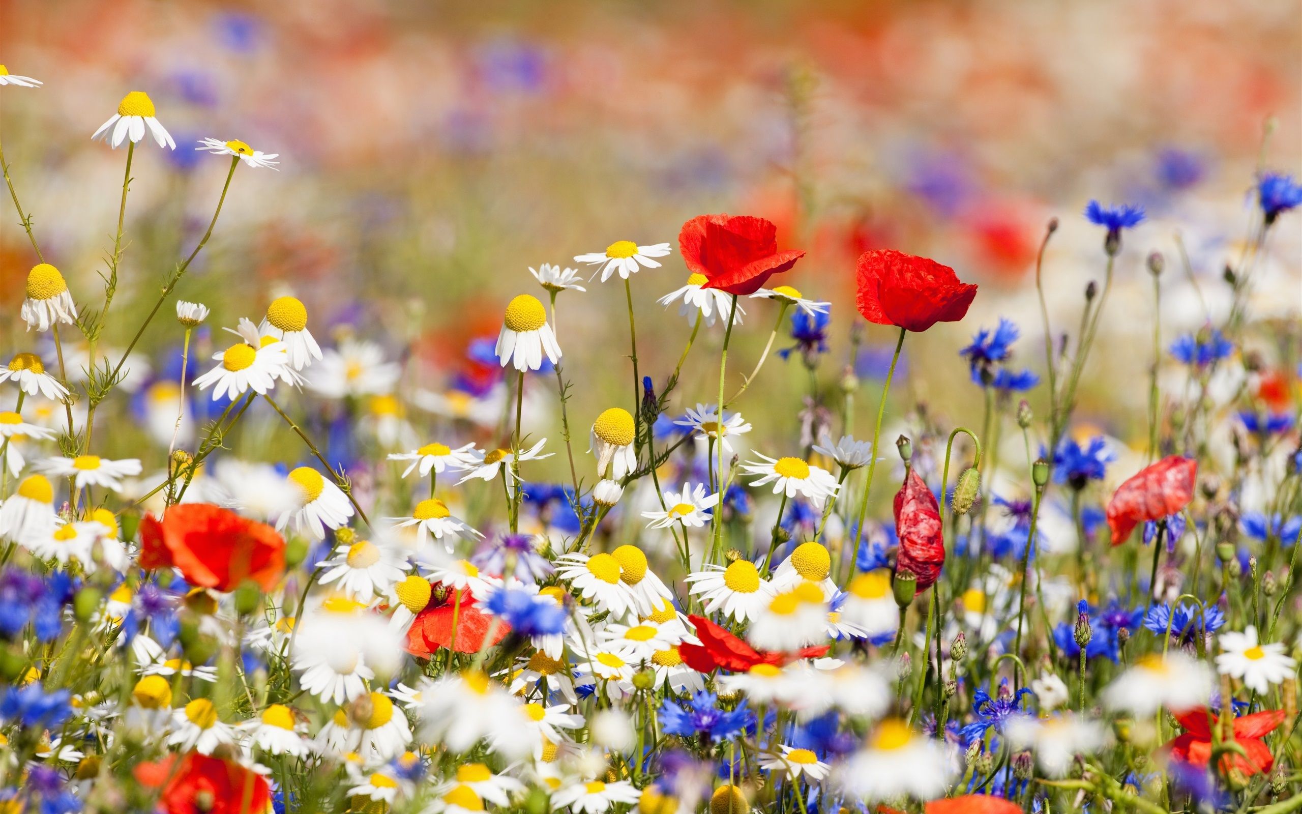 Flowers Field, White Chamomile, Red And Blue Flowers - Red And Blue Flowers - HD Wallpaper 