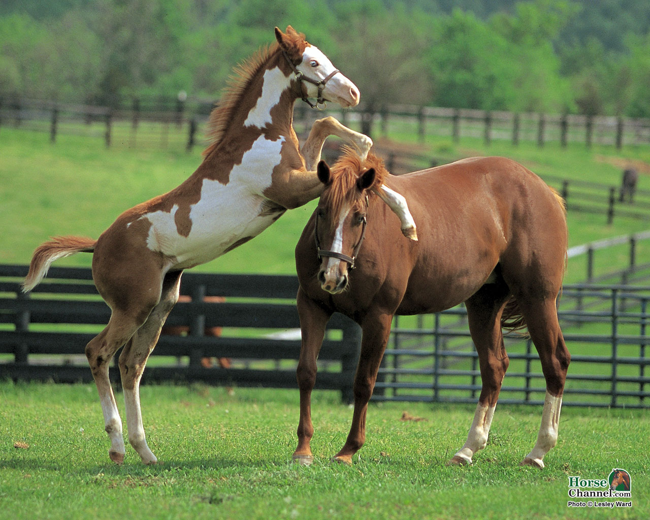 Horses - HD Wallpaper 