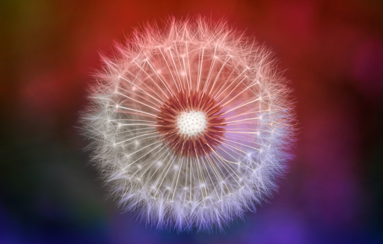 Photo Wallpaper Nature, Dandelion, Nature, Focus, Flower, - Dandelion Macro - HD Wallpaper 