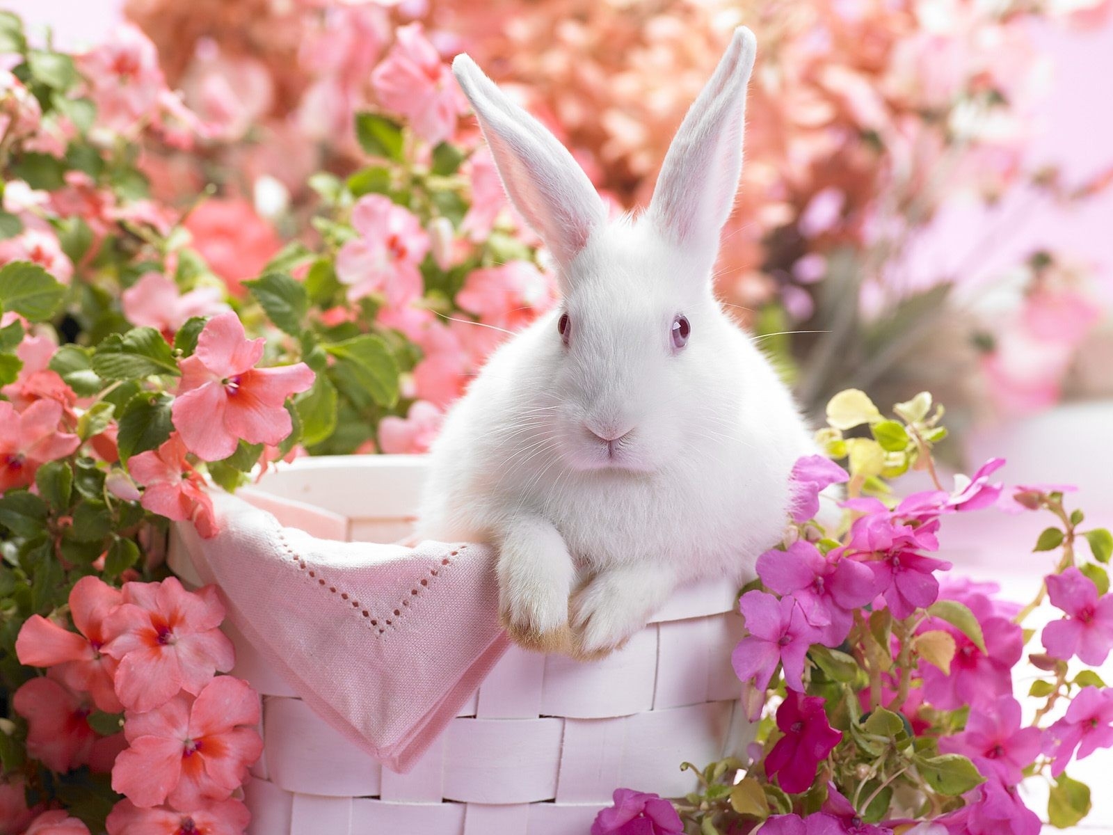 Rabbit With Pink Flowers - HD Wallpaper 