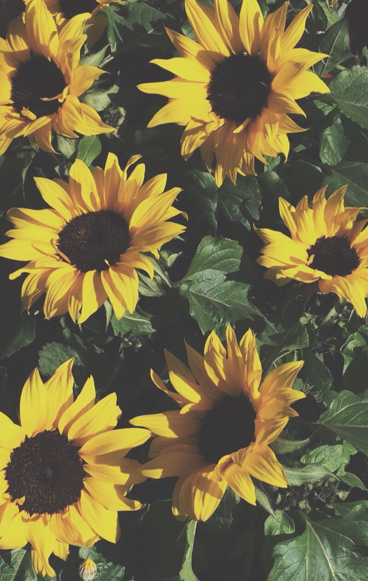 Sunflower Background - HD Wallpaper 