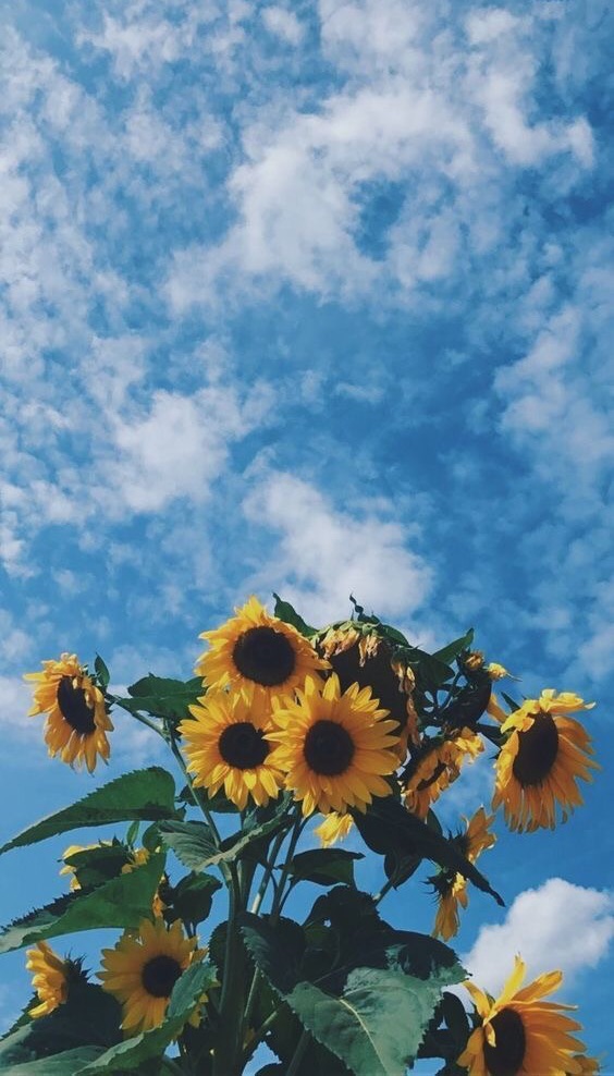 Sunflower, Flowers, And Wallpaper Image - Sunflower Wallpaper Iphone - HD Wallpaper 