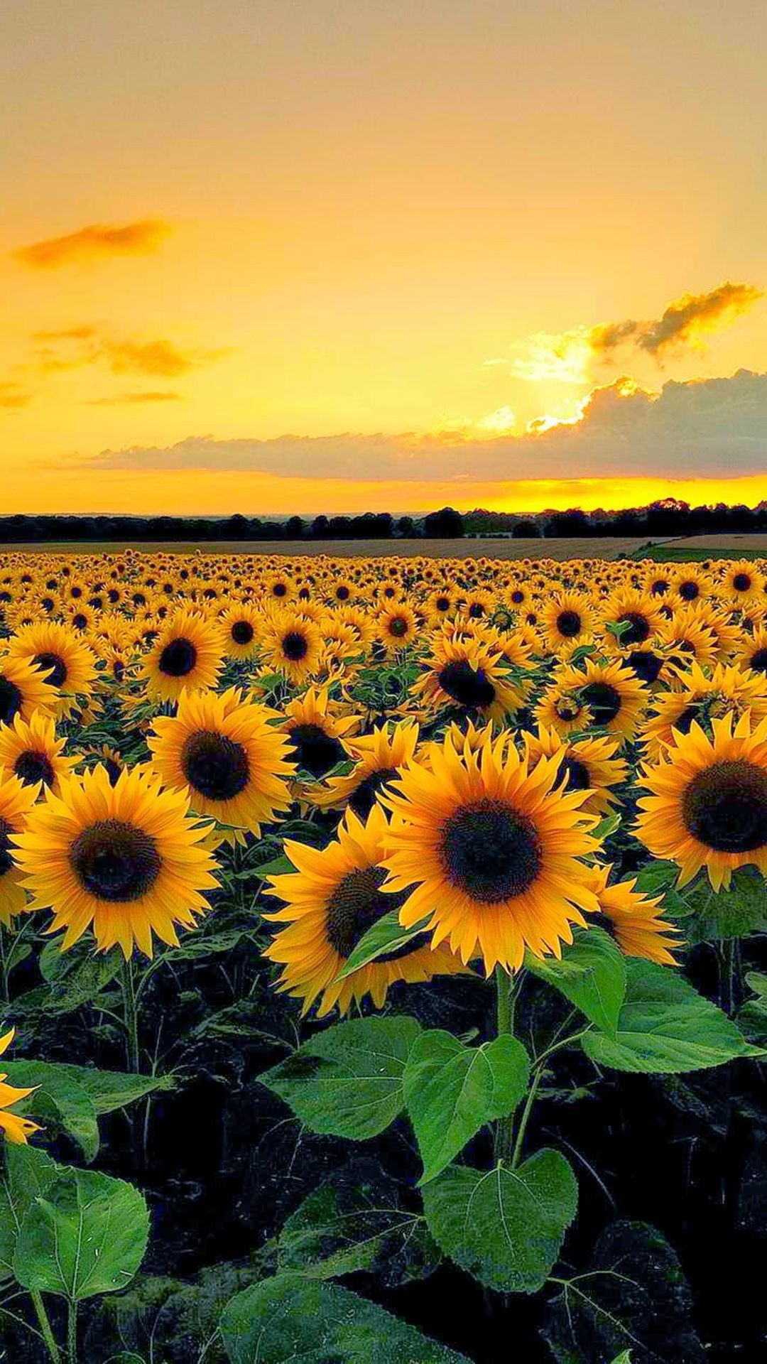 Sunset View From Sunflower Field - Sunflower Wallpaper Iphone - HD Wallpaper 
