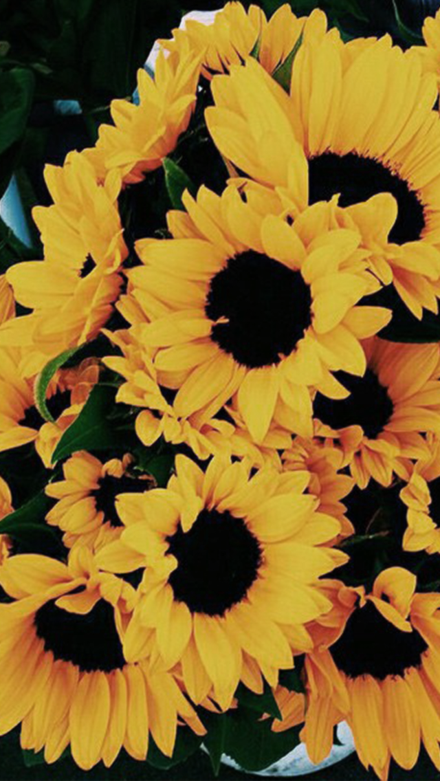 Sunflower Wallpaper Iphone 7 - HD Wallpaper 