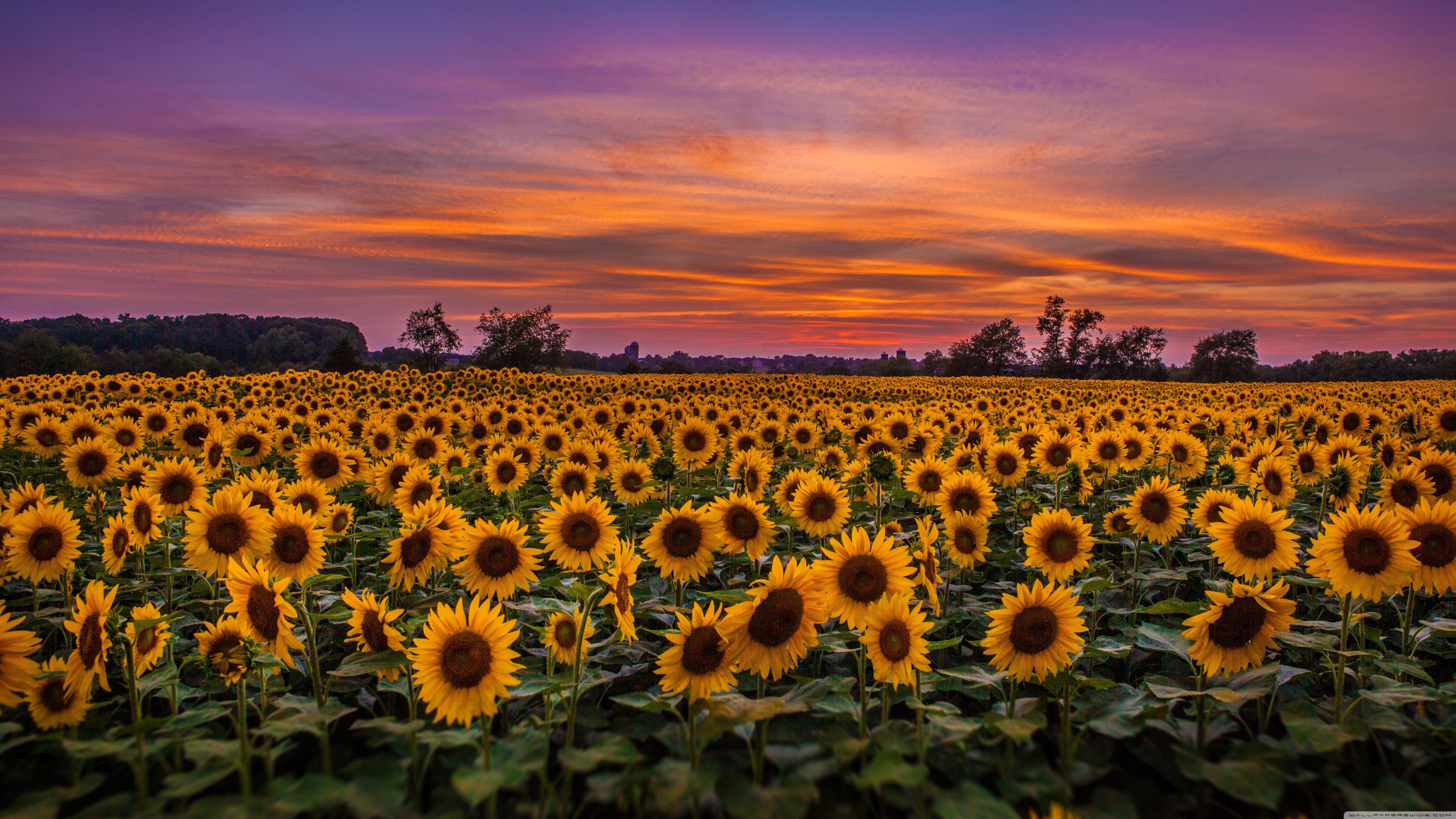 Sunflowers, Field ❤ 4k Hd Desktop Wallpaper For 4k - Sunflower Sunset - HD Wallpaper 