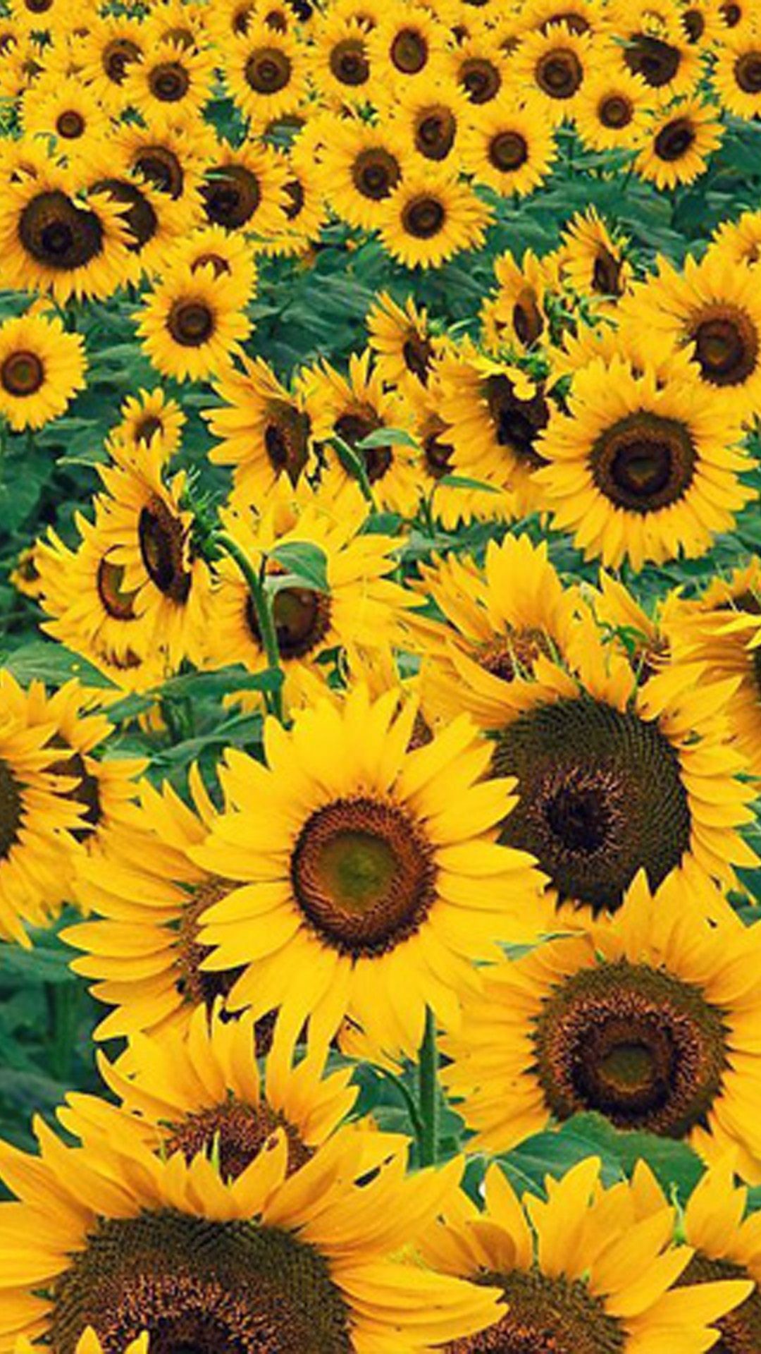 1080x1920, Sunflower Wallpapers Best Wallpapers 
 Data - Sunflower Cover Photo Fb - HD Wallpaper 