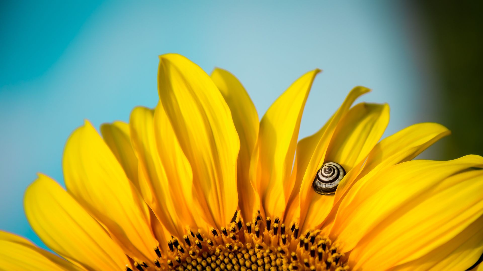 Yellow Sunflower Wallpaper - Sunflower - HD Wallpaper 