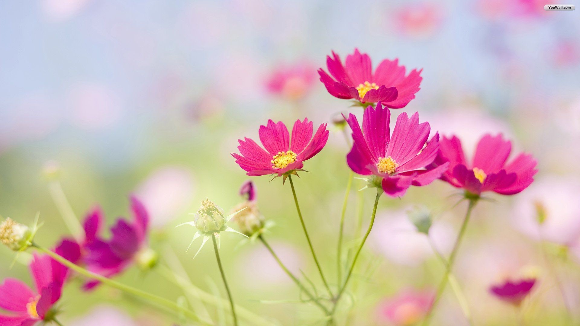 Awesome Beautiful Flowers Wallpapers For Desktop Hd - 1920x1080 Wallpaper - Awesome Beautiful Flowers Wallpapers For Desktop Hd - 1920x1080 Wallpaper -