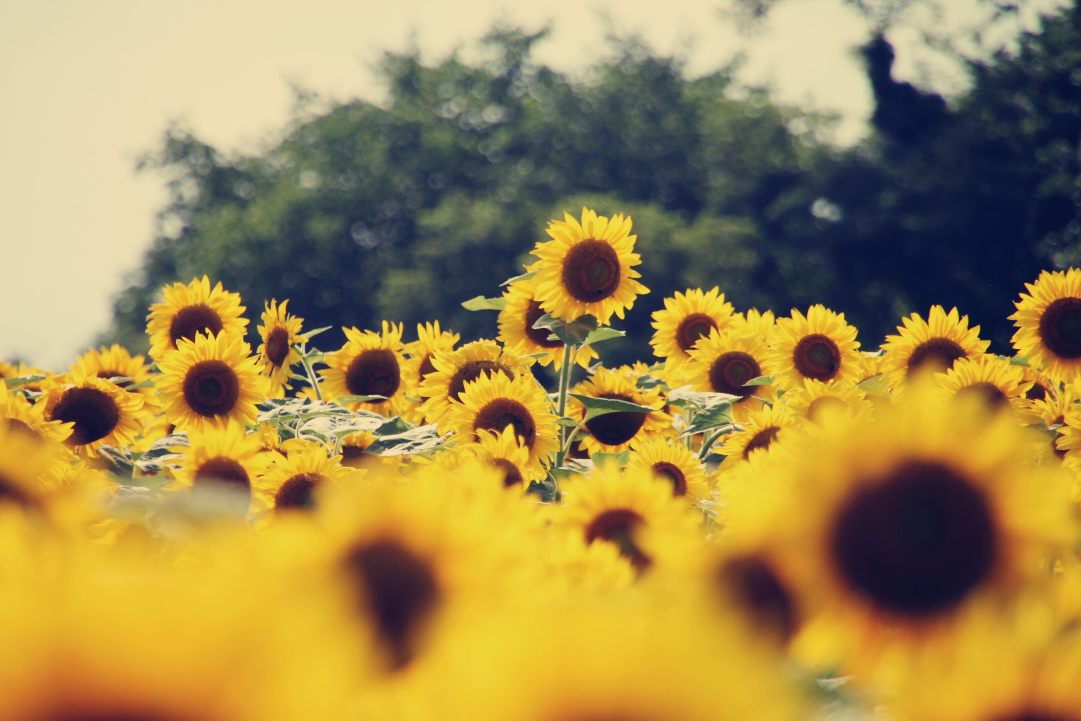 Sunflower Vintage Hd Desktop Wallpaper - Sunflowers Wallpaper Vintage - HD Wallpaper 