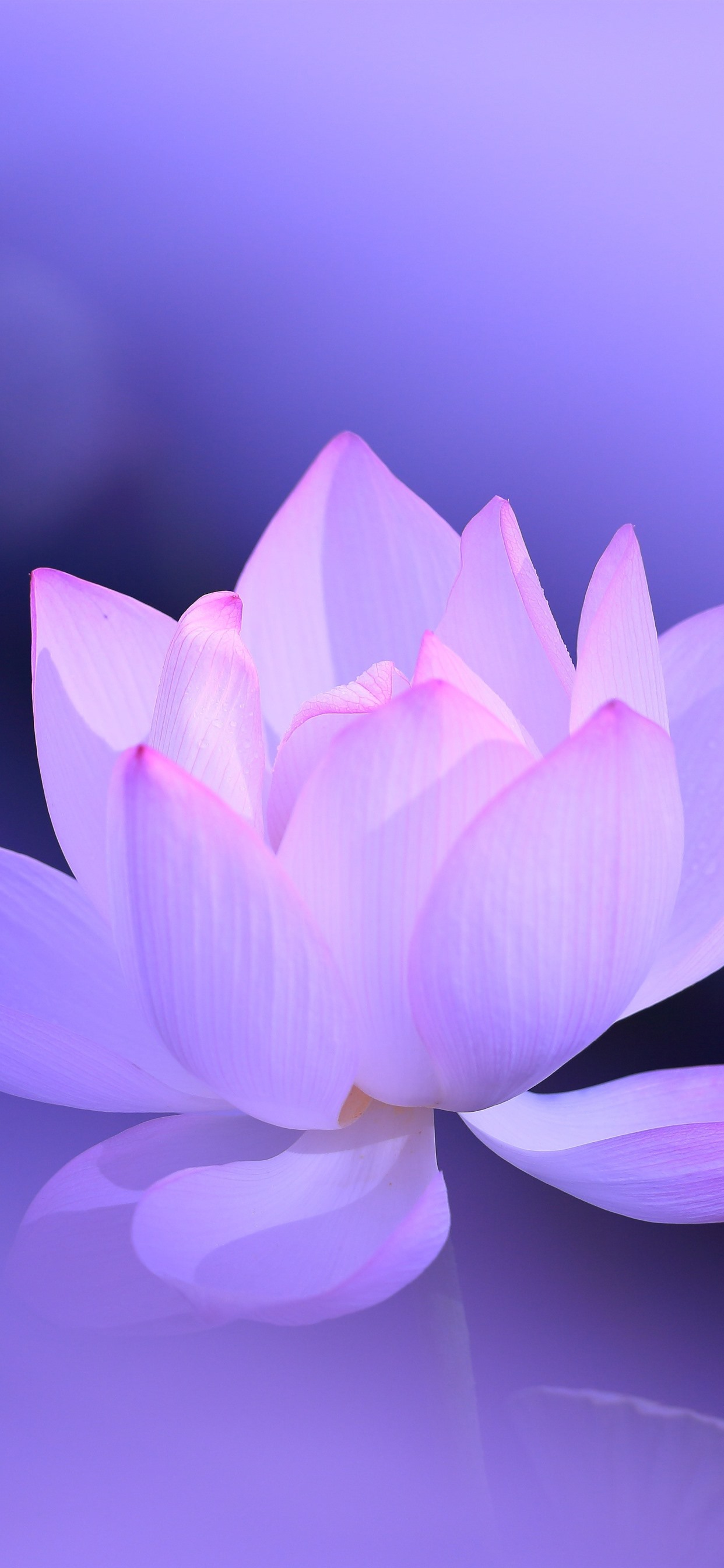 Lotus Flower - HD Wallpaper 