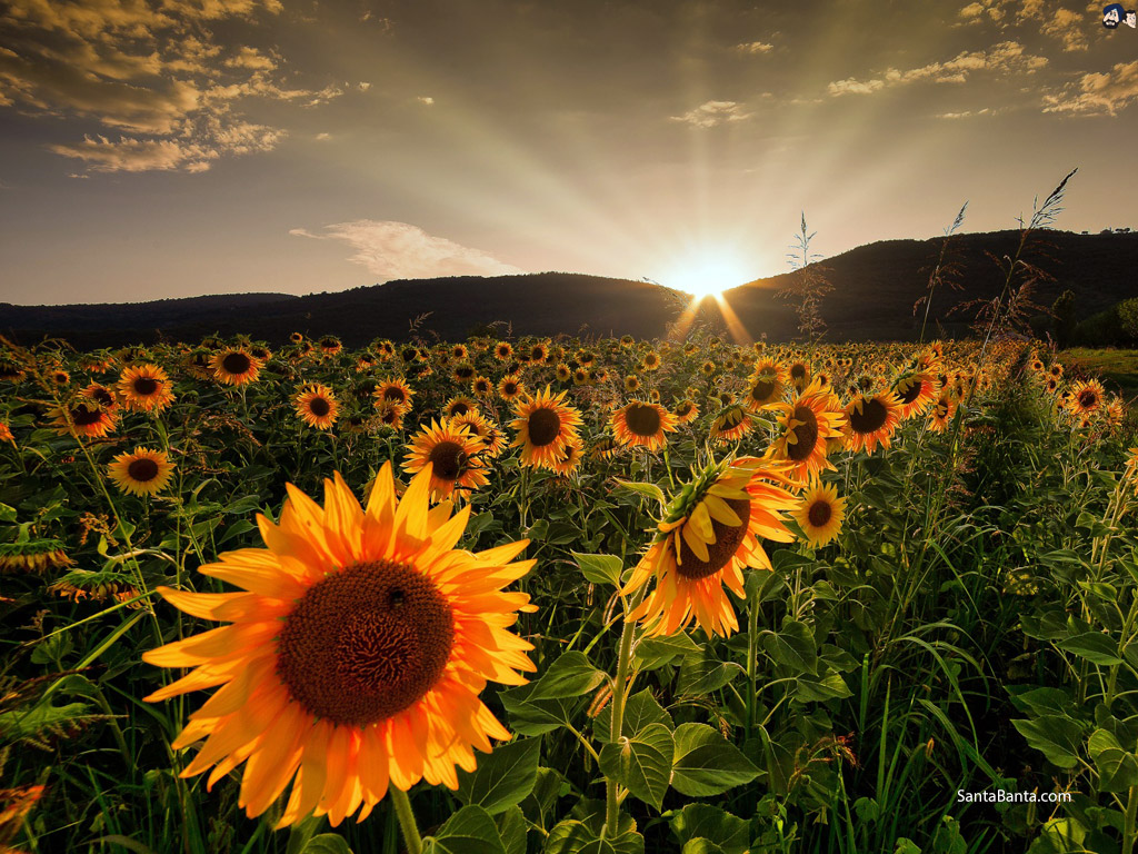 Sunflowers - Rising Sun Wallpaper Hd - HD Wallpaper 