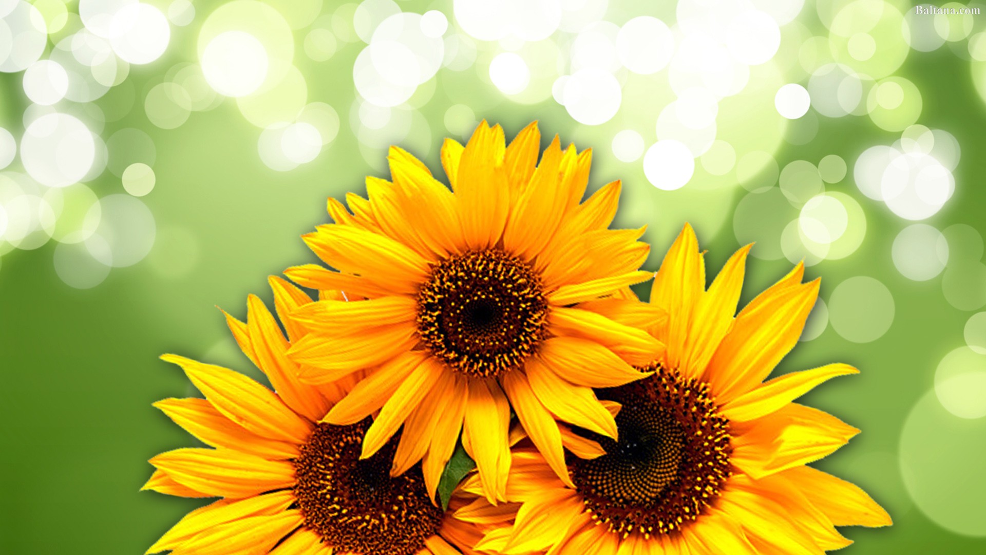 Sunflower Wallpaper - Green Bokeh - HD Wallpaper 