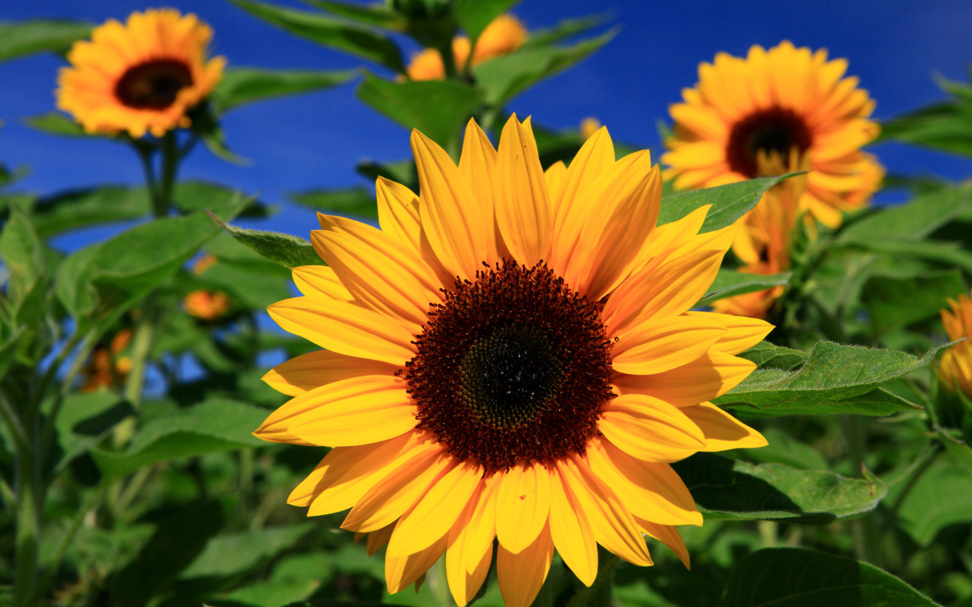 Wallpaper, Foto, Dan Gambar Bunga Cantik Untuk Laptop - Sunflower Images Hd - HD Wallpaper 