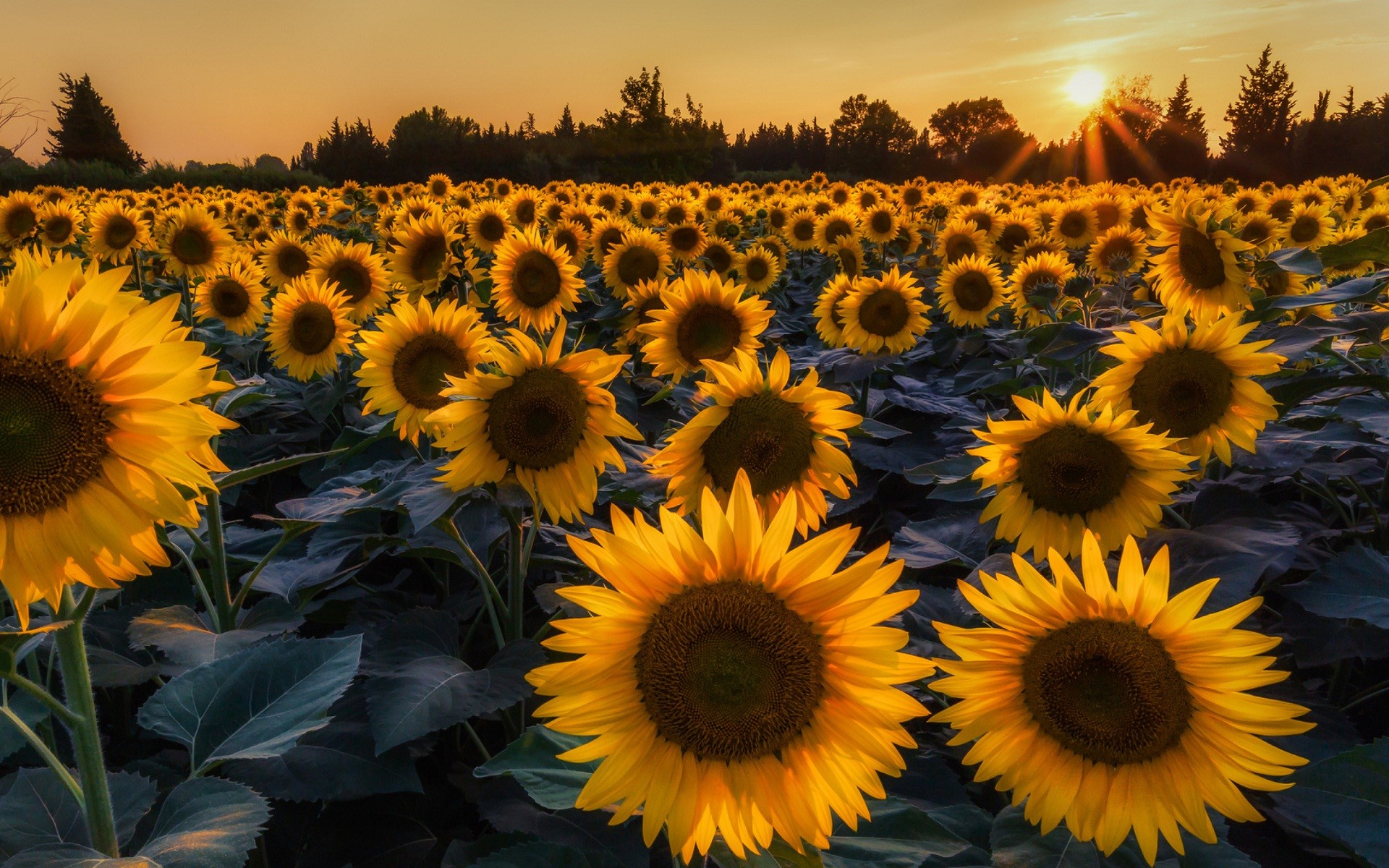 1920x1200, Most Beautiful Sunflowers Wallpapers 
 Data - Sunflower Wallpaper Laptop - HD Wallpaper 