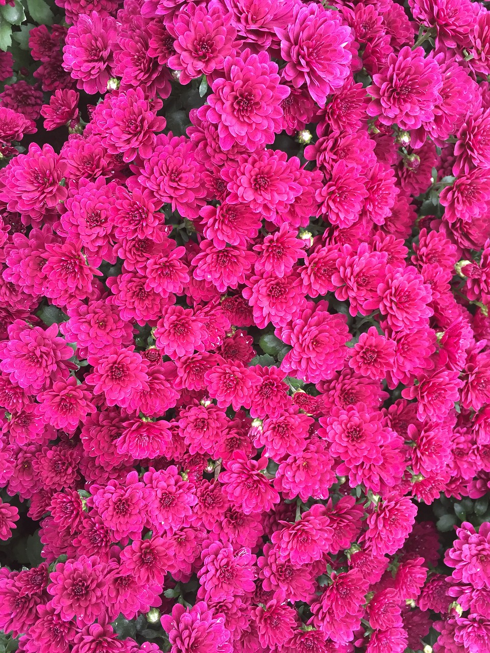 Red Flowers Chrysanthemum Fall Flowers Free Photo - Pink Beautiful Flowers - HD Wallpaper 