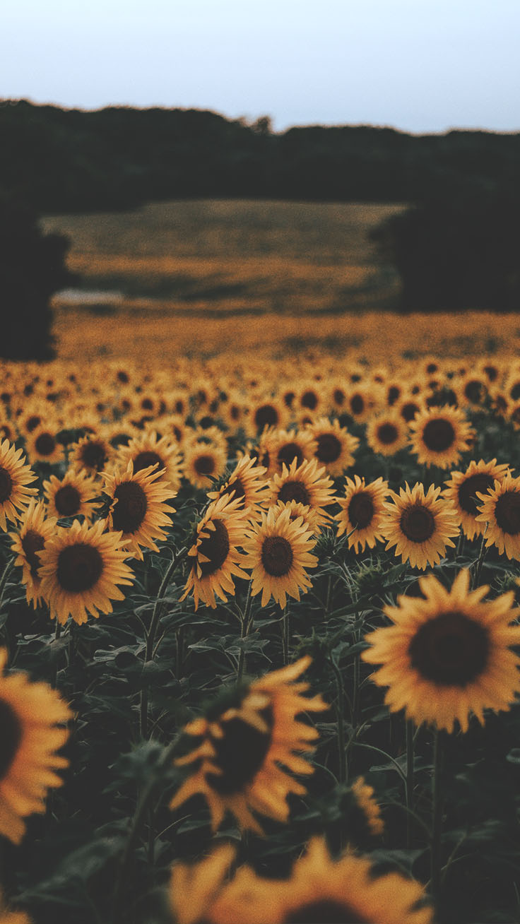 Sunflower Iphone Wallpapers - You Re The Sunflower - HD Wallpaper 