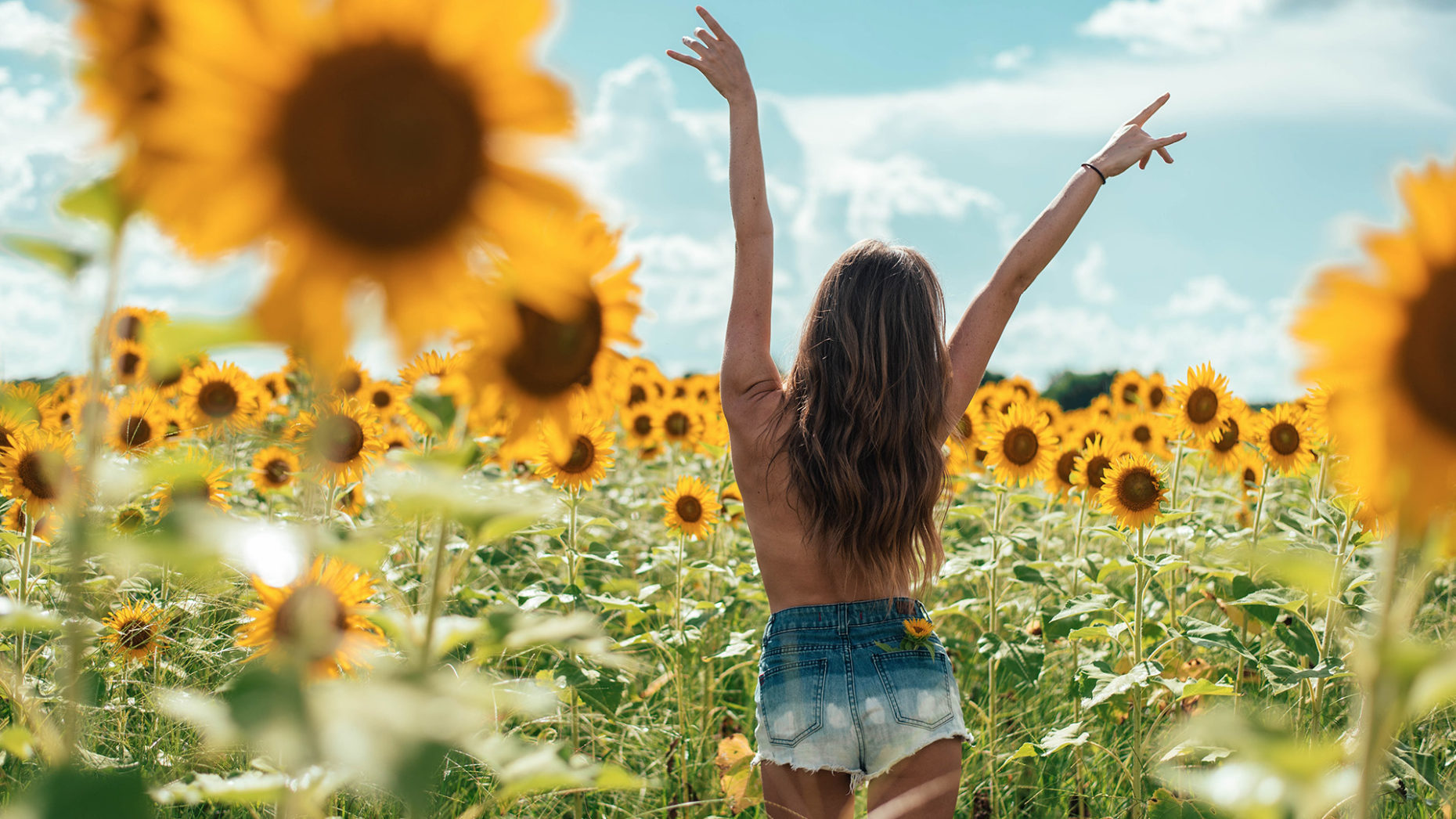 Girl In Sunflower Field - HD Wallpaper 