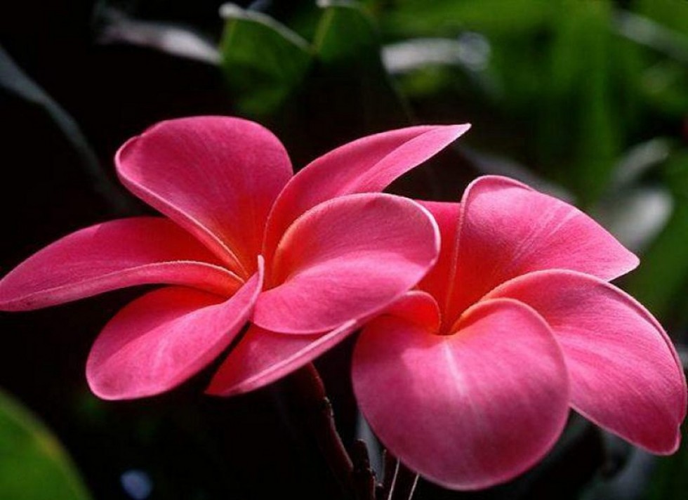 Flower Wallpaper Download - HD Wallpaper 