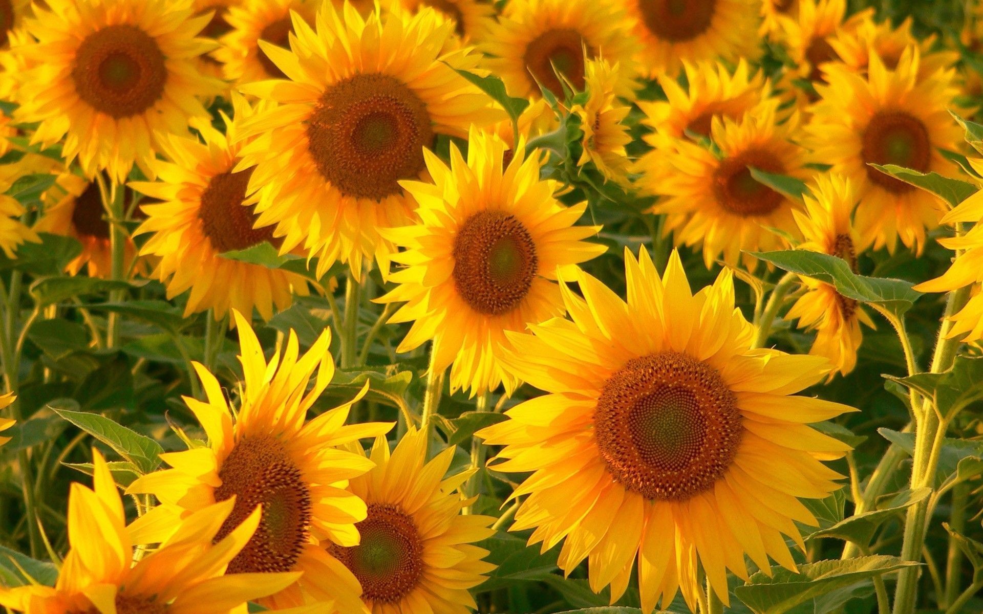 Sunflower Wallpaper High Resolution 
 Src Sunflowers - High Resolution Sunflower Background Hd - HD Wallpaper 