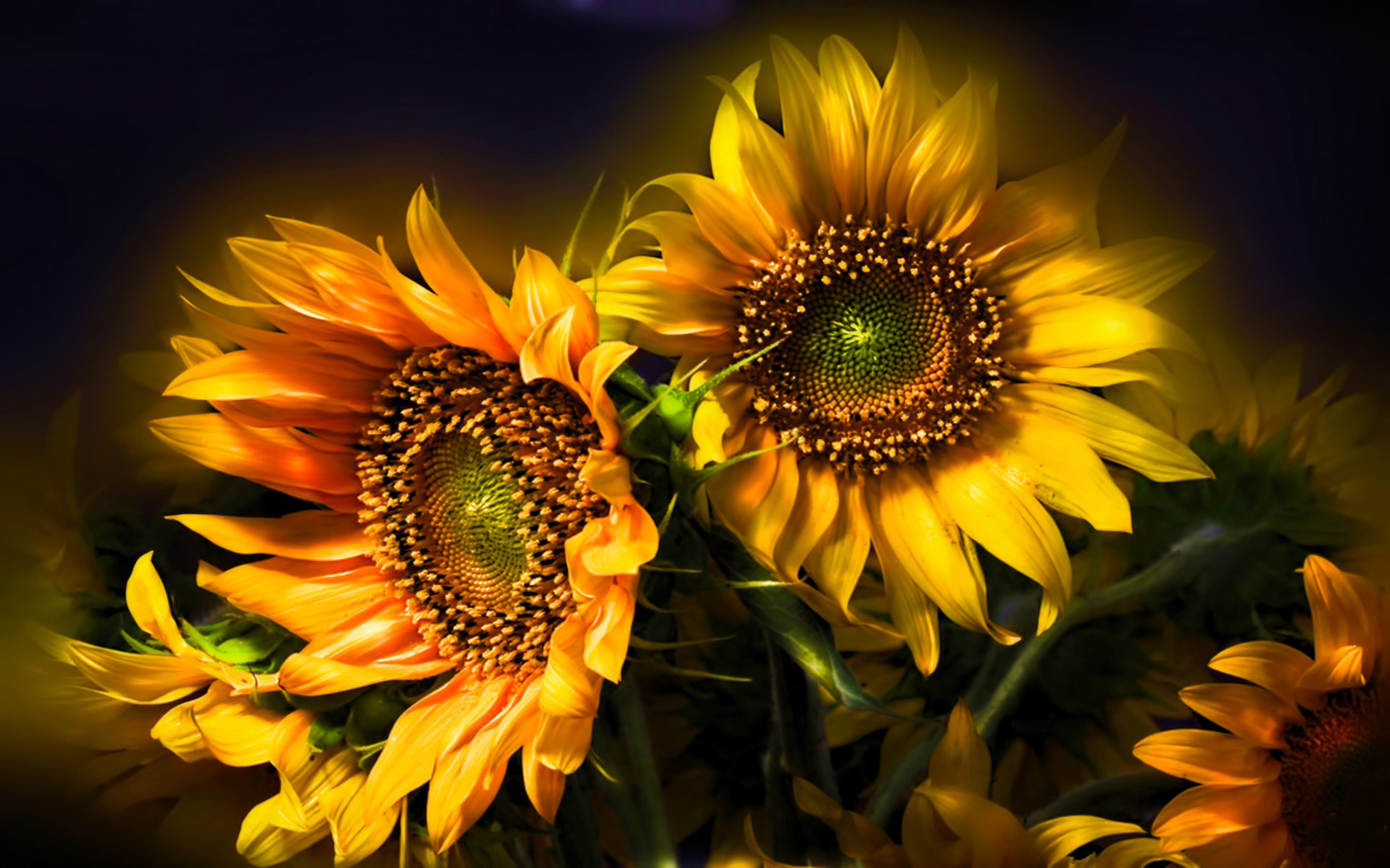 Sunflower Art Wallpaper Hd - 3840x2400 Wallpaper - teahub.io