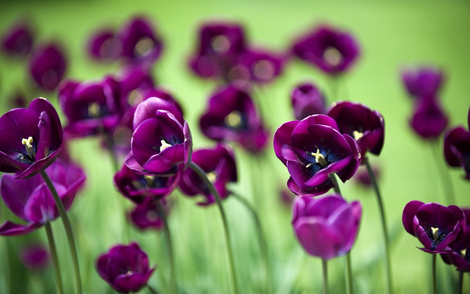 Flowers Wallpaper Tulips Tulips Flowers Flower Flowers - Purple And Green Flower - HD Wallpaper 