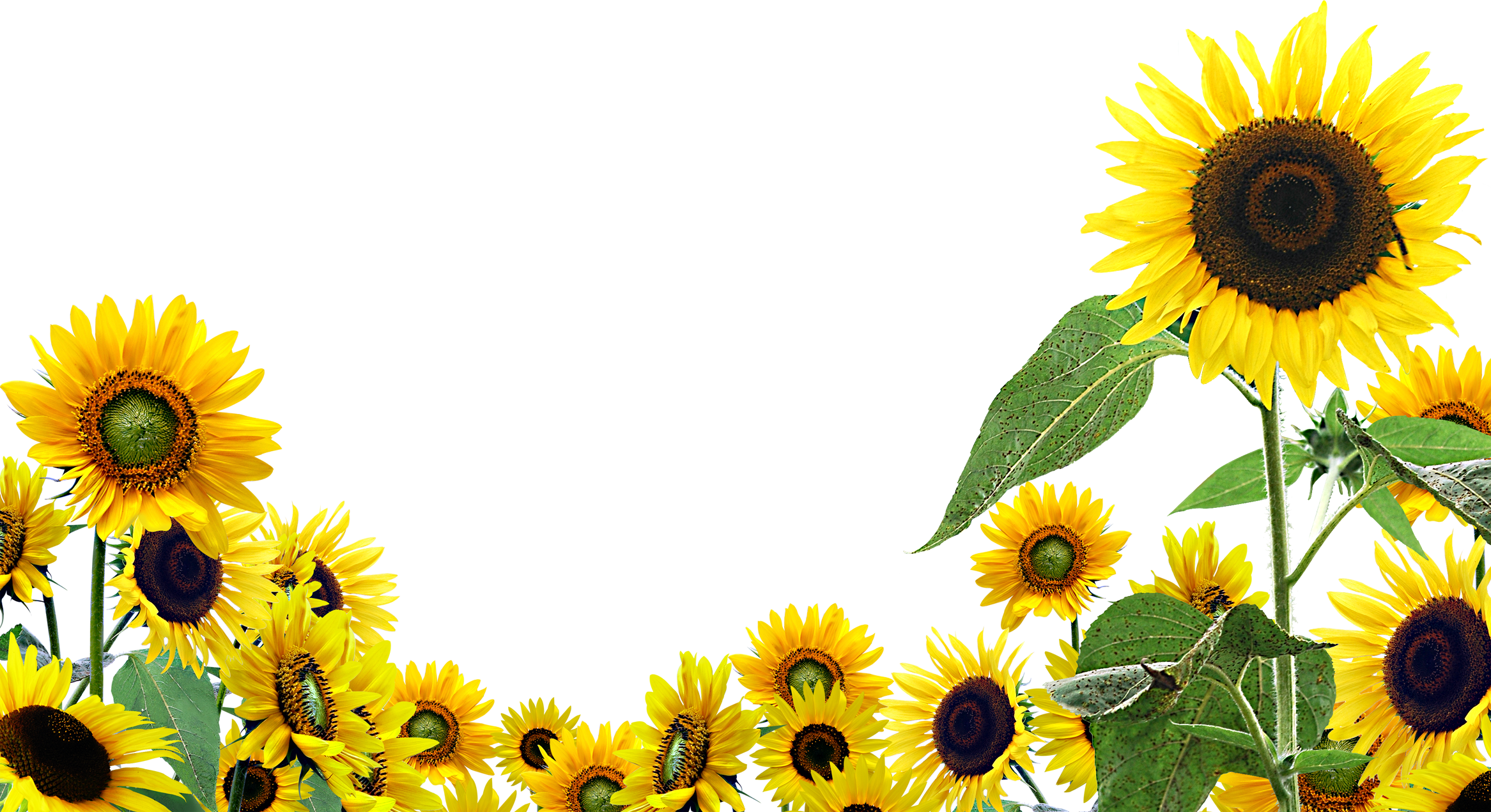 Desktop Wallpaper Common Sunflower Clip Art - Transparent Background Sunflower Clipart - HD Wallpaper 
