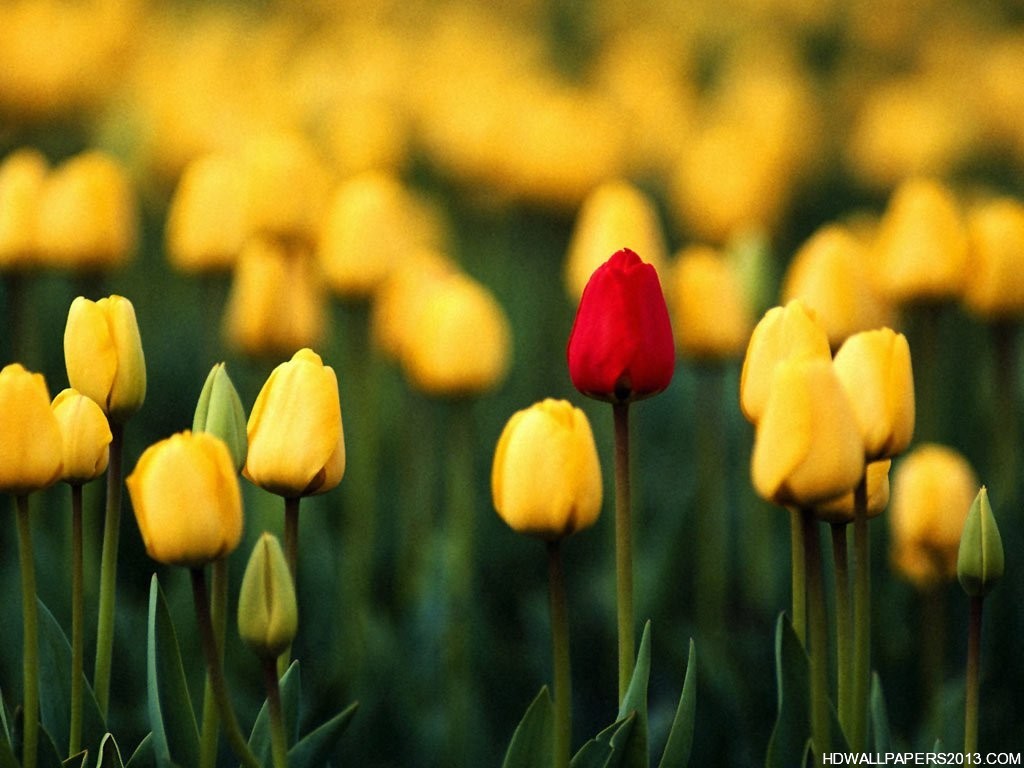 Red Flower In Yellow Flowers - HD Wallpaper 