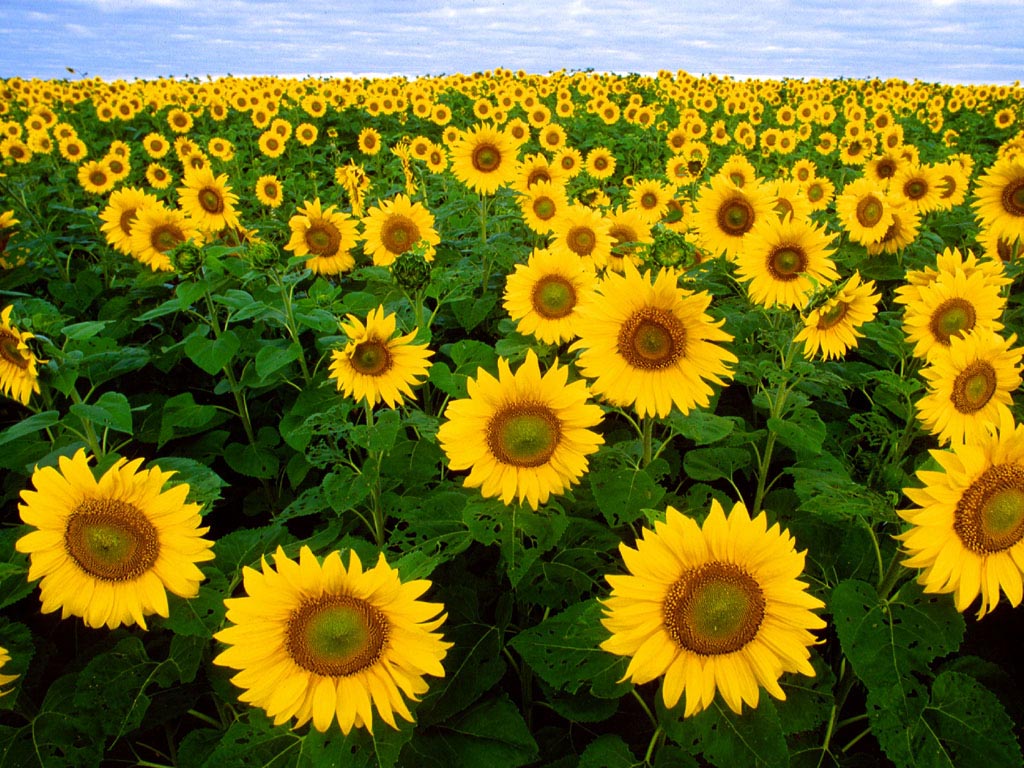 Sunflowers - HD Wallpaper 