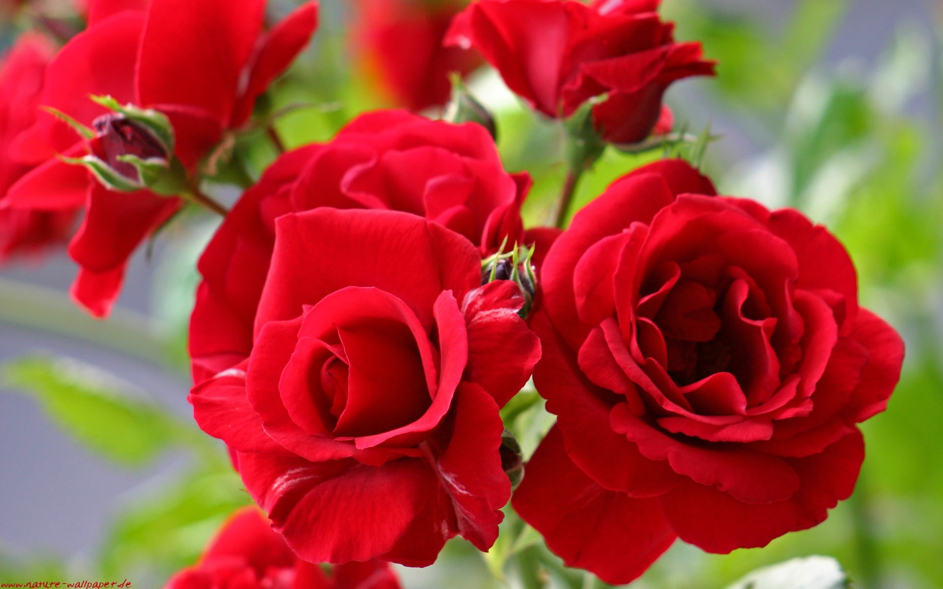 Flowers Nature Red Rose Roses Beautiful Flower Wallpaper - Beautiful Flowers Wallpaper Download - HD Wallpaper 