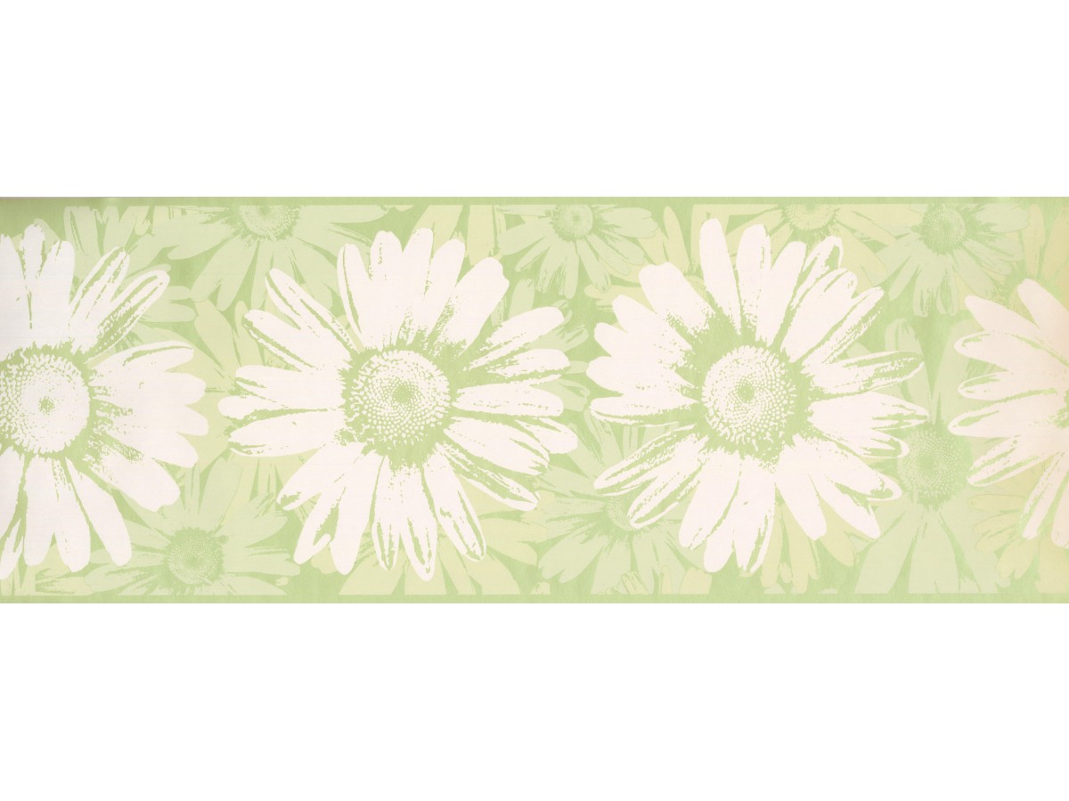 African Daisy - 1200x900 Wallpaper - teahub.io