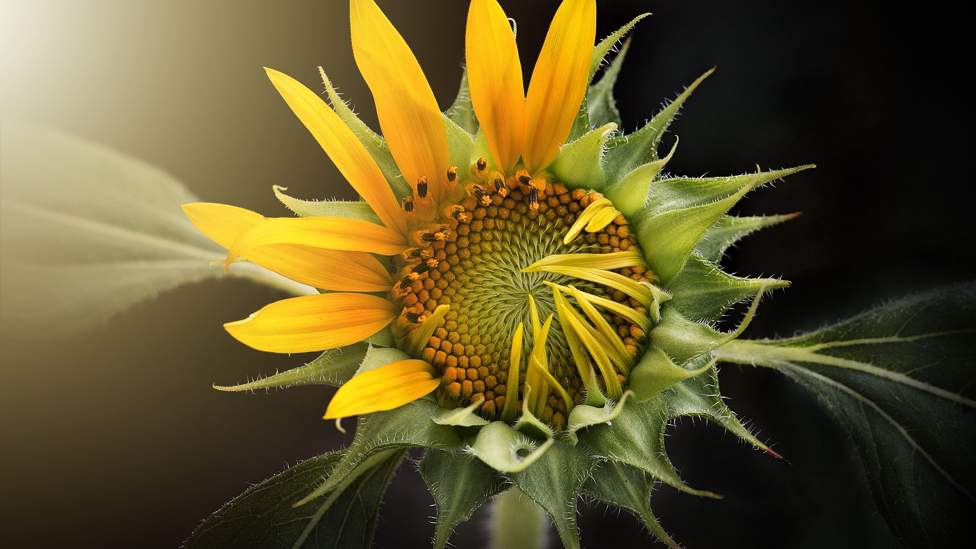 Nature Sunflower Wallpaper - Growing Sunflower - HD Wallpaper 