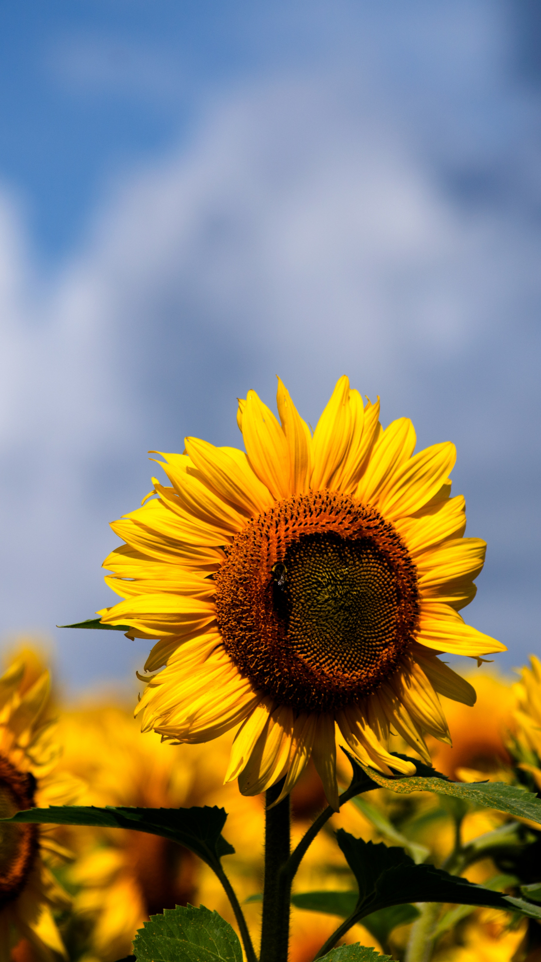 Sunflowers Iphone Wallpaper - Khao Yai Weather In November - HD Wallpaper 