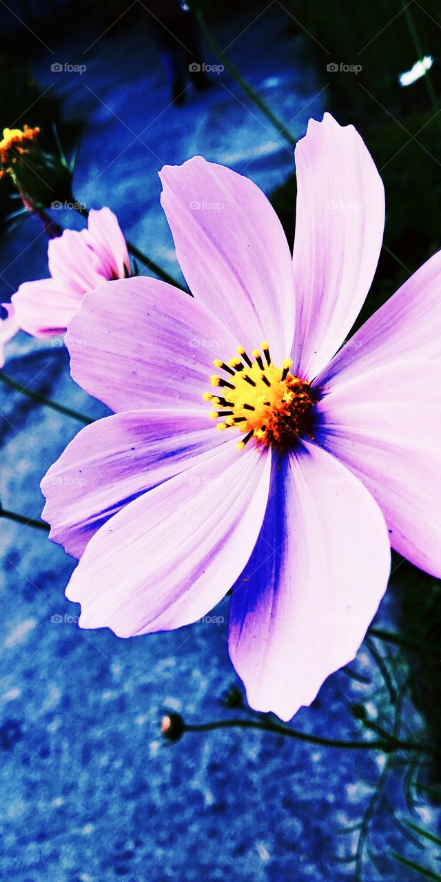 Beautiful Flower Images Hd - HD Wallpaper 