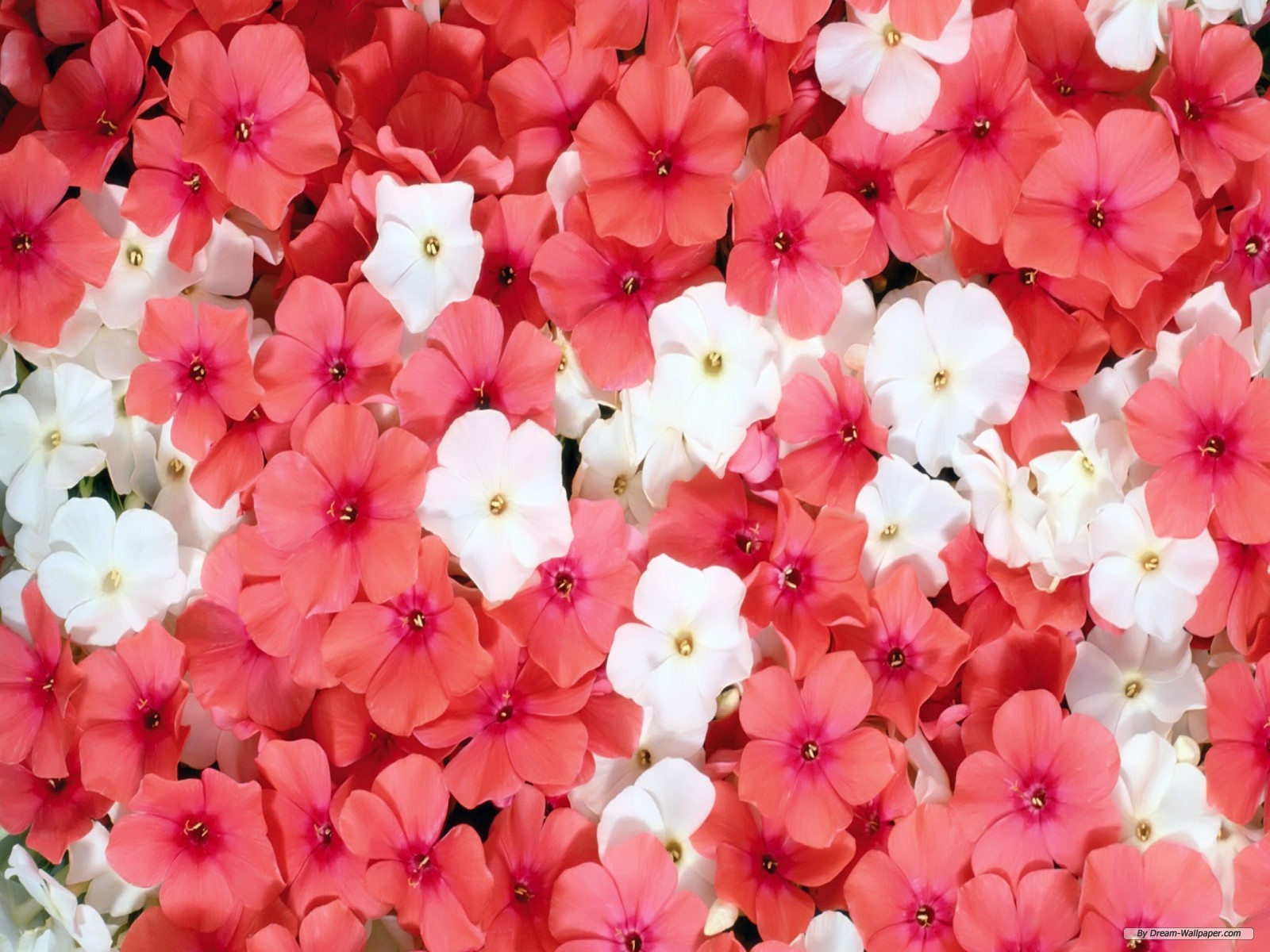 Free Flower Wallpaper - Cover Photo Flowers Hd - HD Wallpaper 