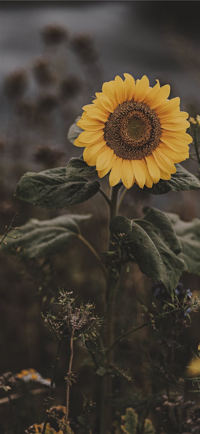 Sunflower Iphone X Wallpaper - Iphone Xs Max Wallpaper Sunflower - HD Wallpaper 