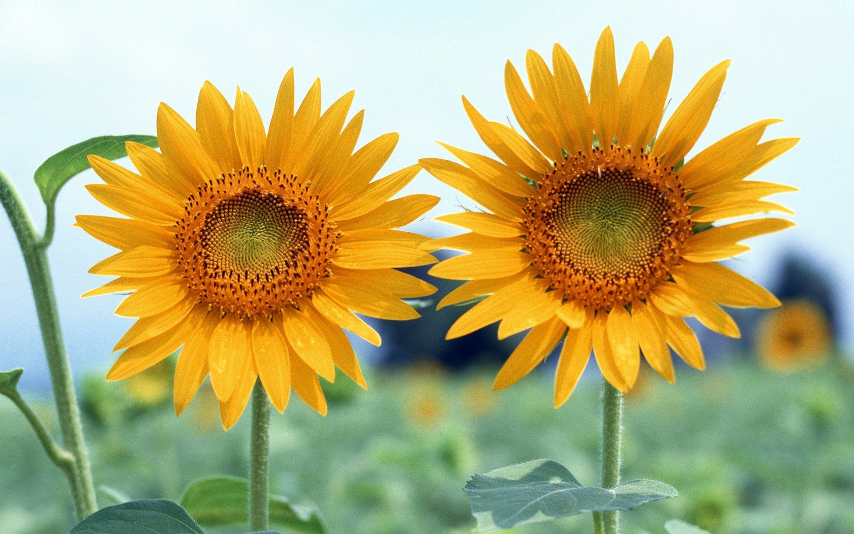 Best Sunflower Wallpaper Id - High Resolution Sunflower Desktop Background Hd - HD Wallpaper 